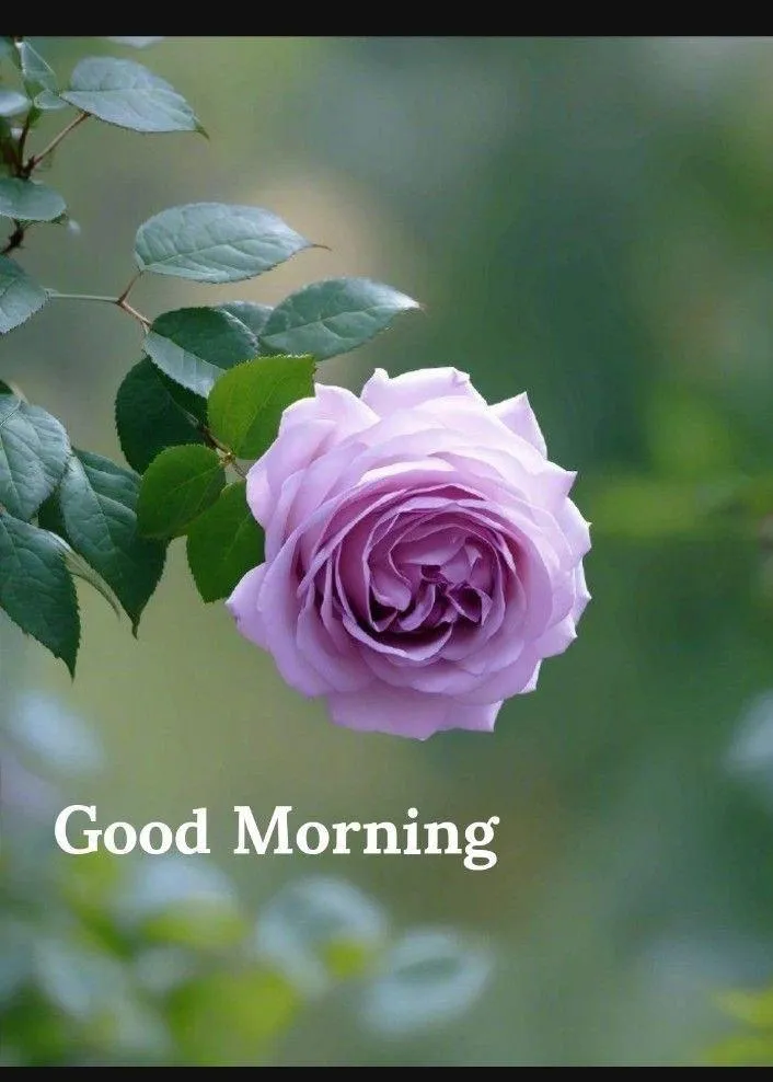 Purple Rose with Fresh Dew and Morning Greeting Text