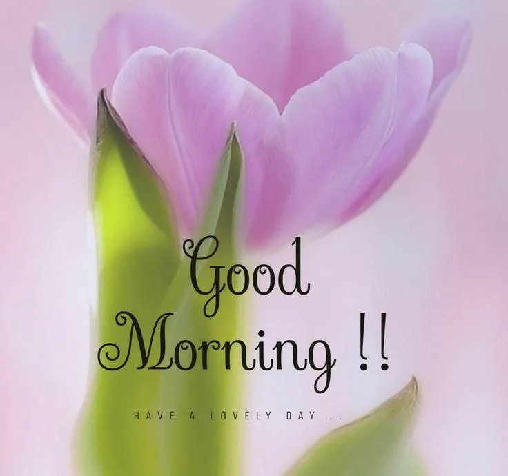Purple Tulips and Soft Petals with Good Morning Text