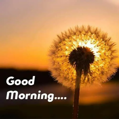 Radiant Morning Sunflower Greeting with Warm Light