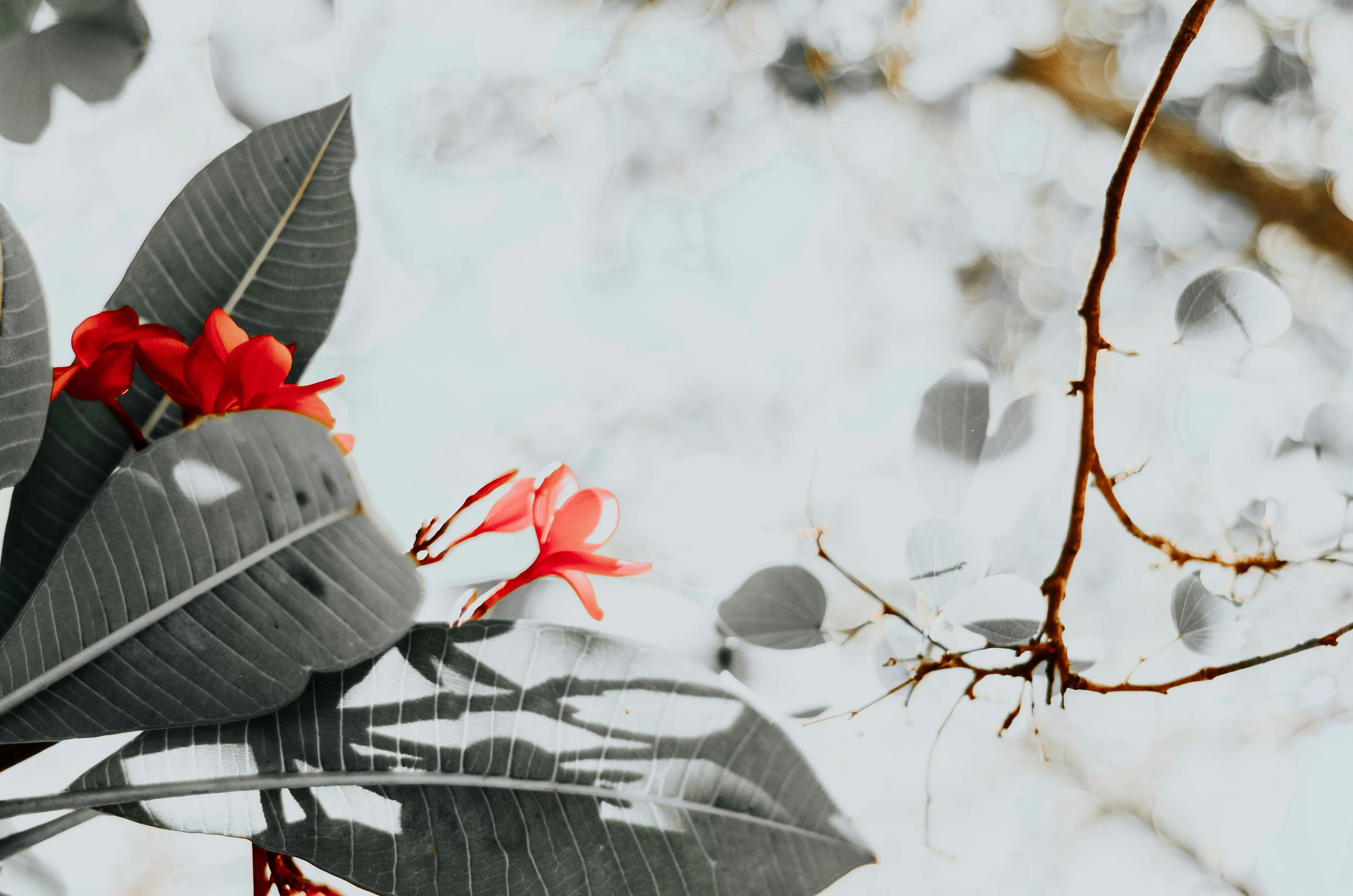 Red Flower Petals Against Snow Covered Branch Wallpaper