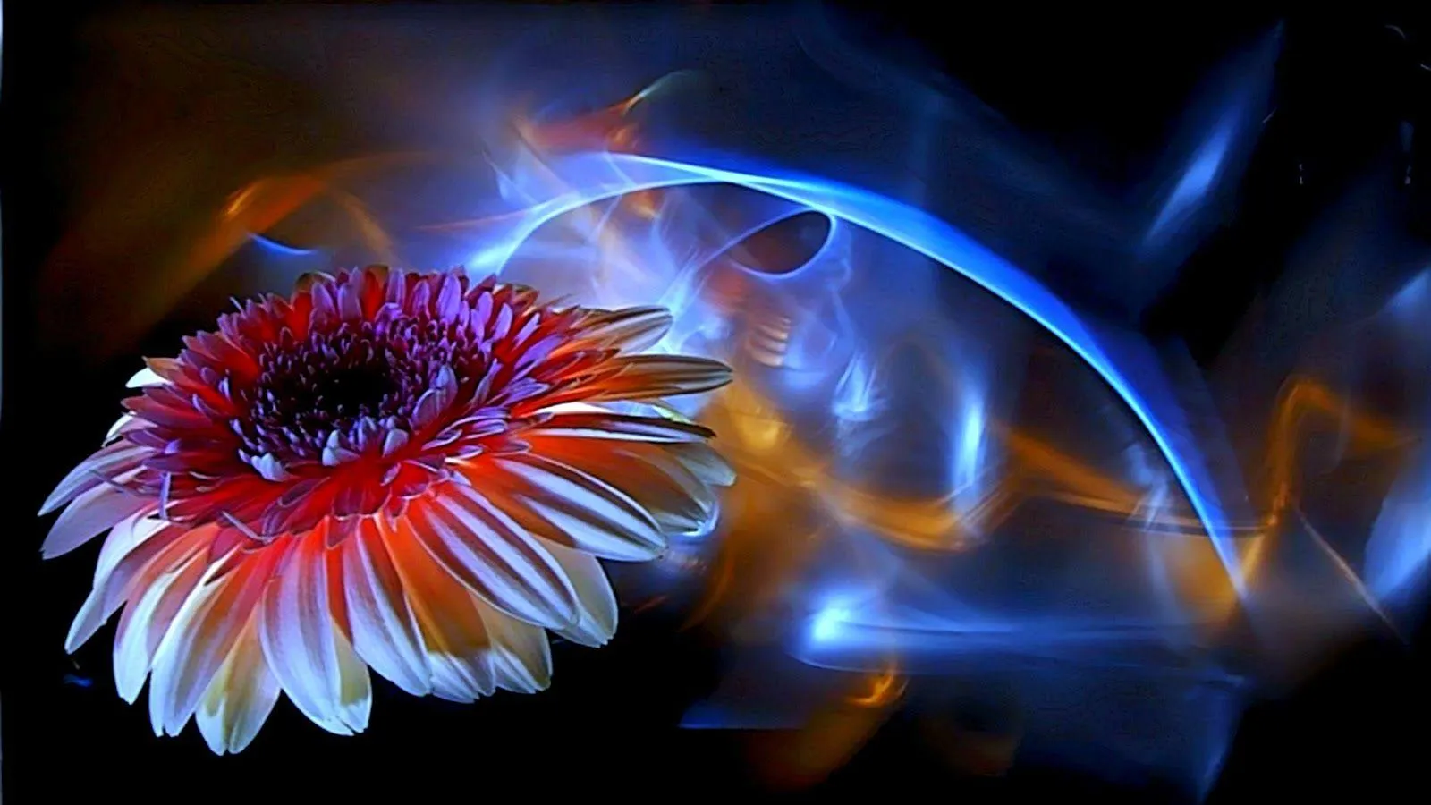 Red Flower Symbolizing Beauty of Tender Love Wallpaper