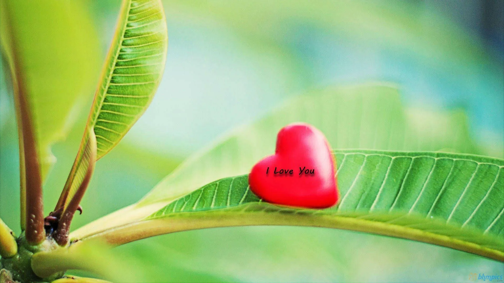 Red Heart Resting on Green Leaf Showing Harmony Wallpaper