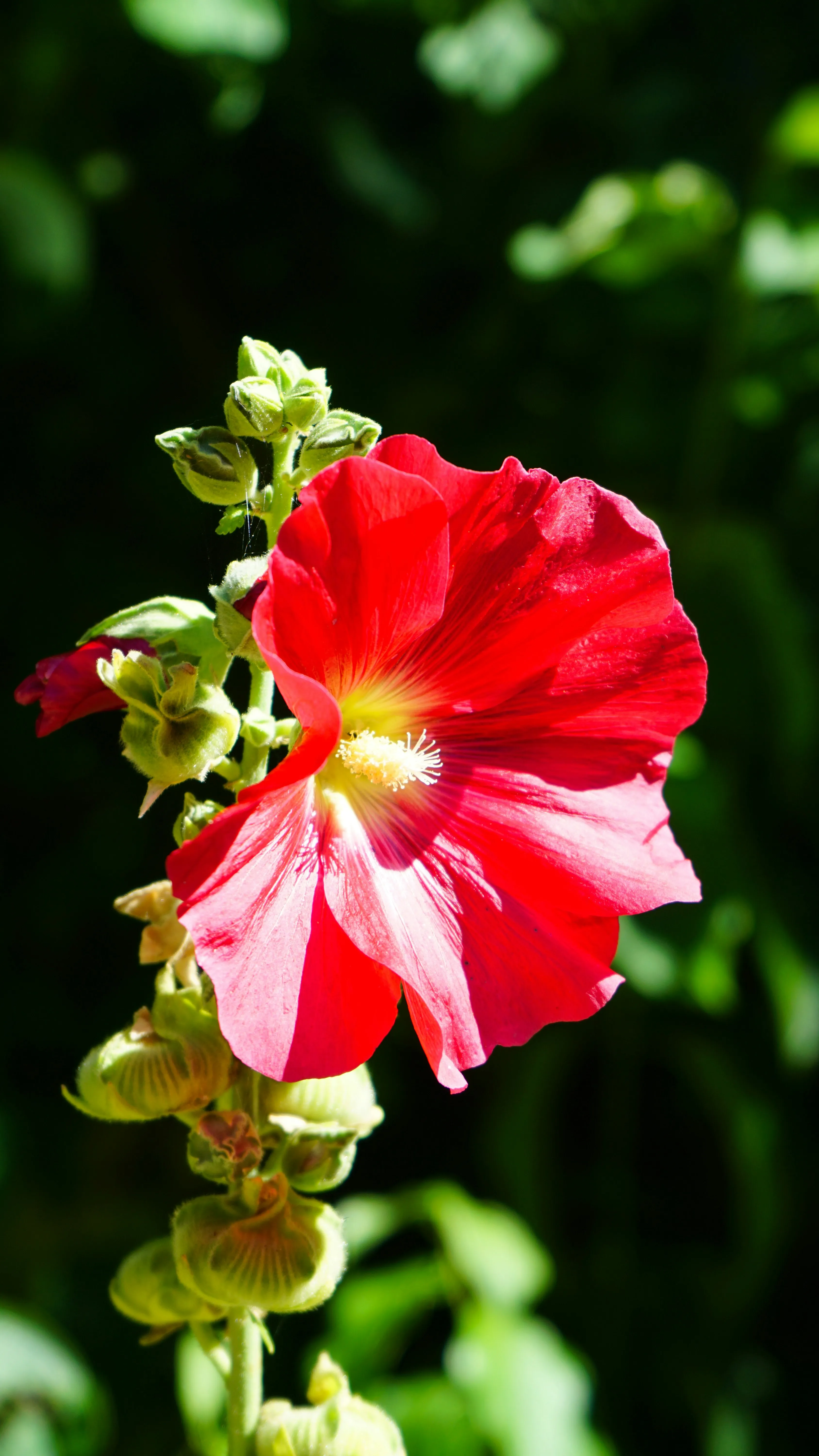 Red Hibiscus Bloom Showing Passionate Feelings Wallpaper