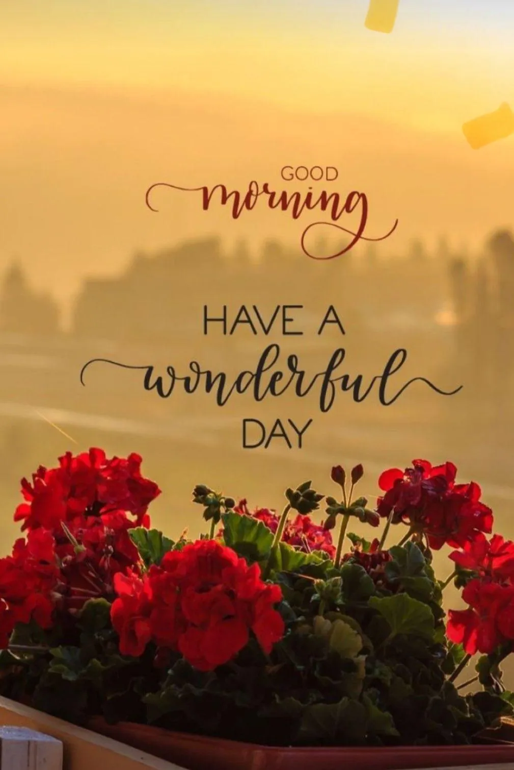 Red Poppies in Sun Bring Beauty and Inspiration to Morning