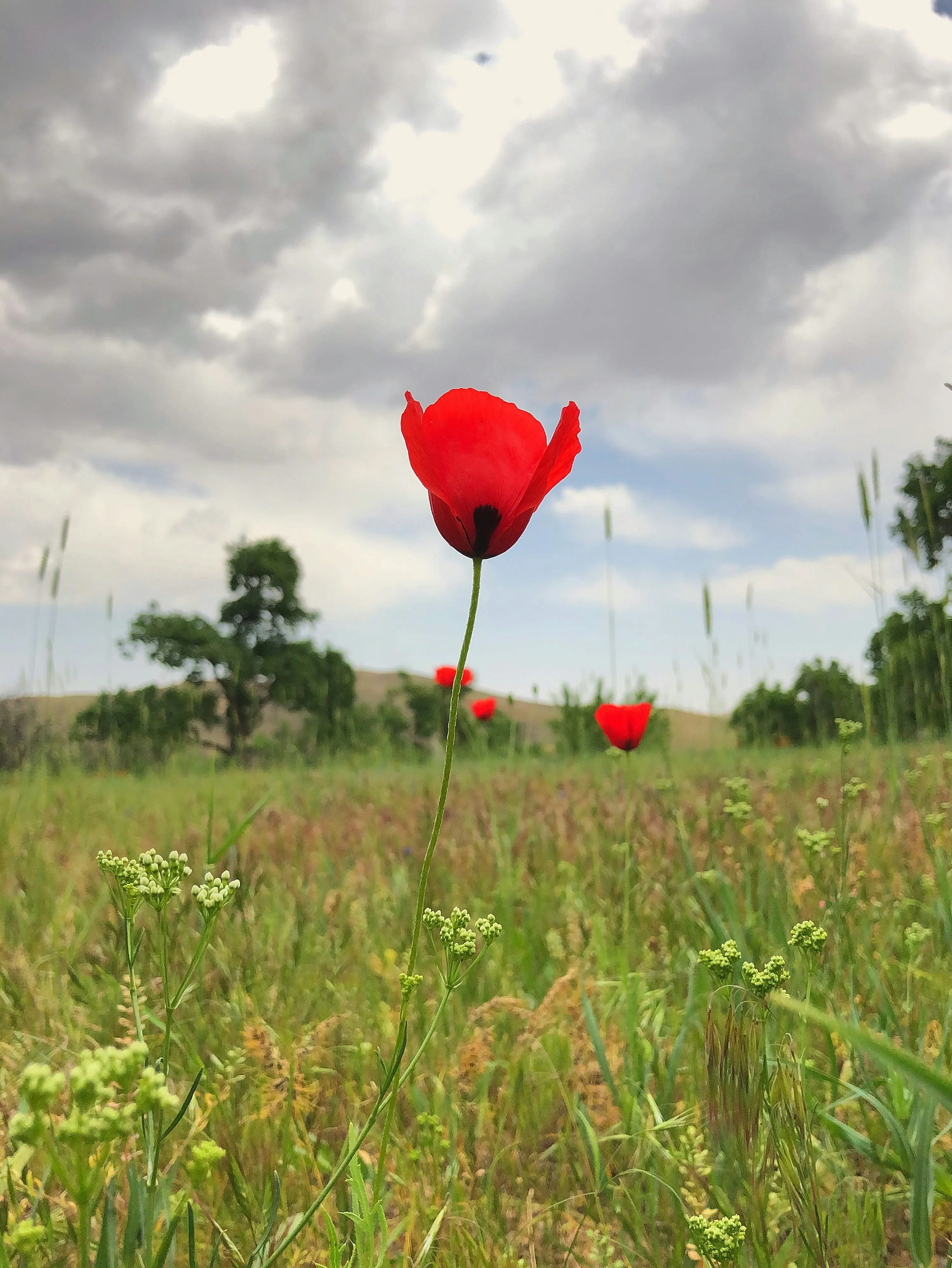 Red Poppy Flower Blooming in Green Meadow Wallpaper