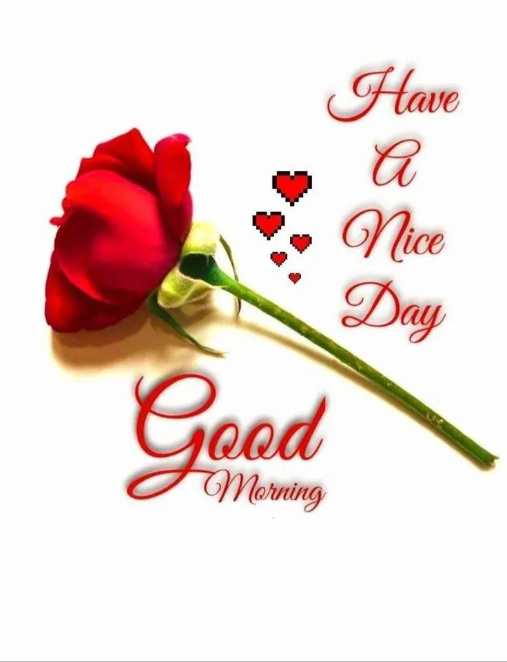 Red Rose and Love Quote to Begin the Day with Joy Image