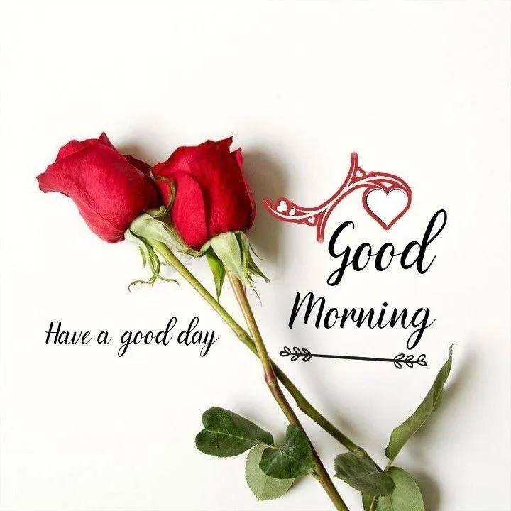 Red Rose and Morning Message for a Hopeful Day Start