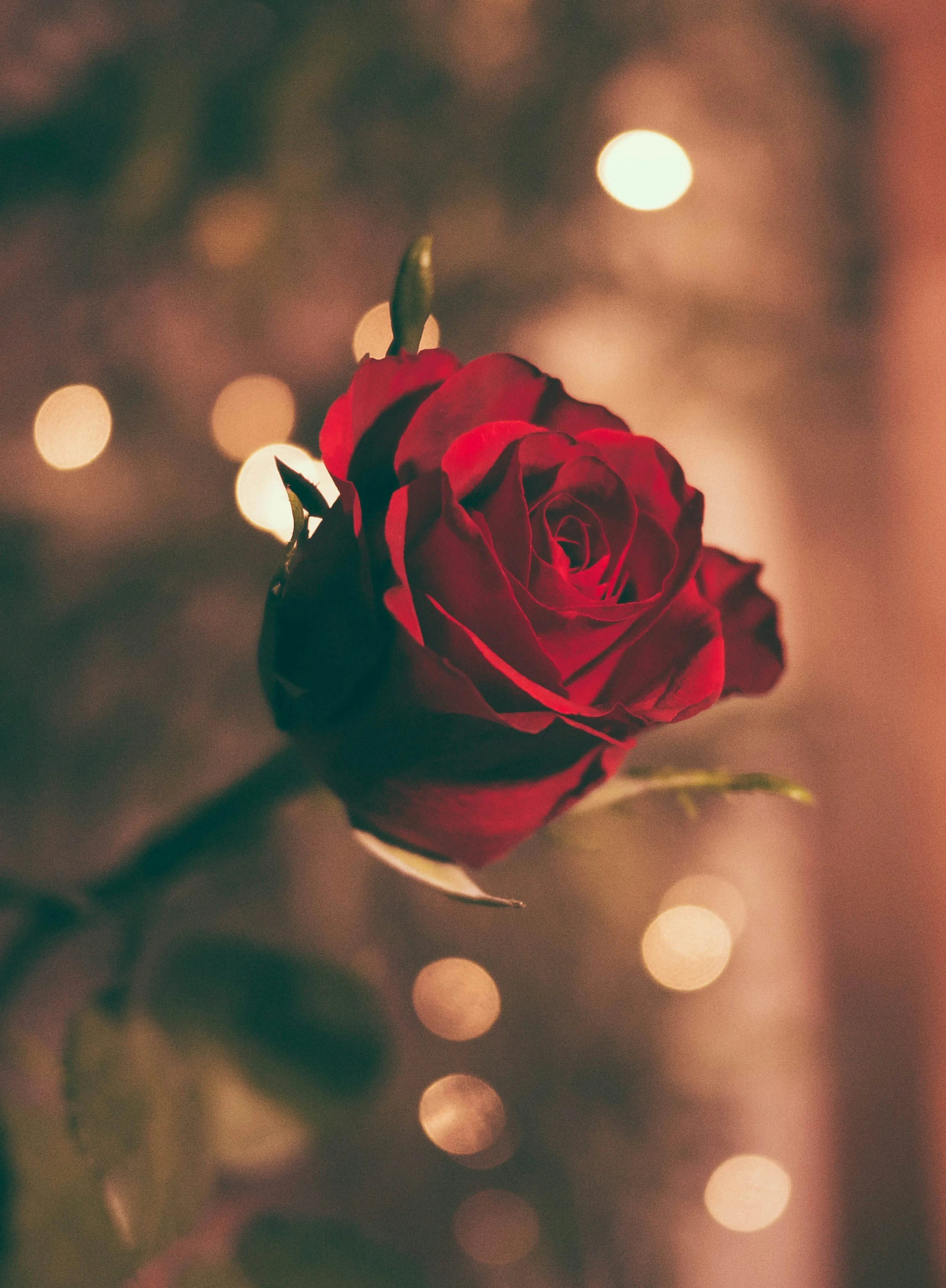 Red Rose Blooming in Soft Romantic Lighting Wallpaper