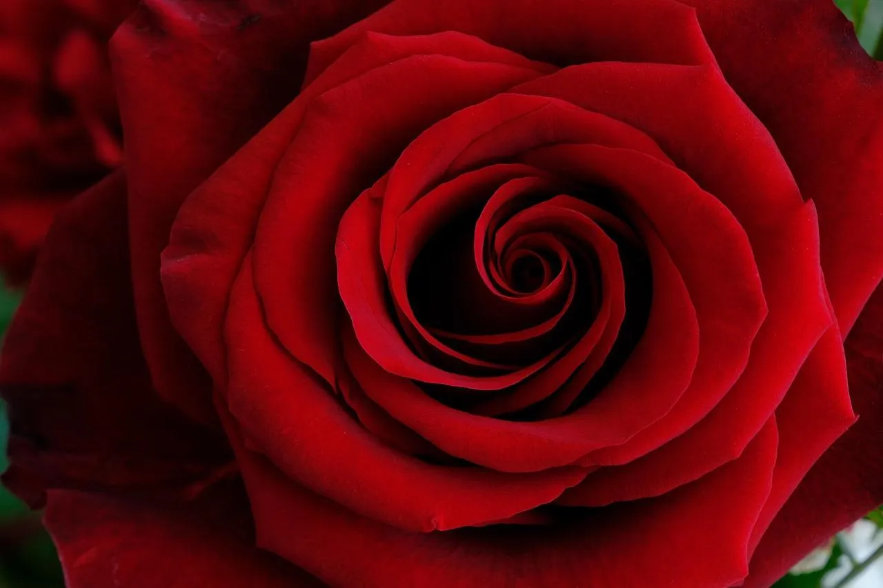 Red Rose Closeup Representing Eternal Love Wallpaper
