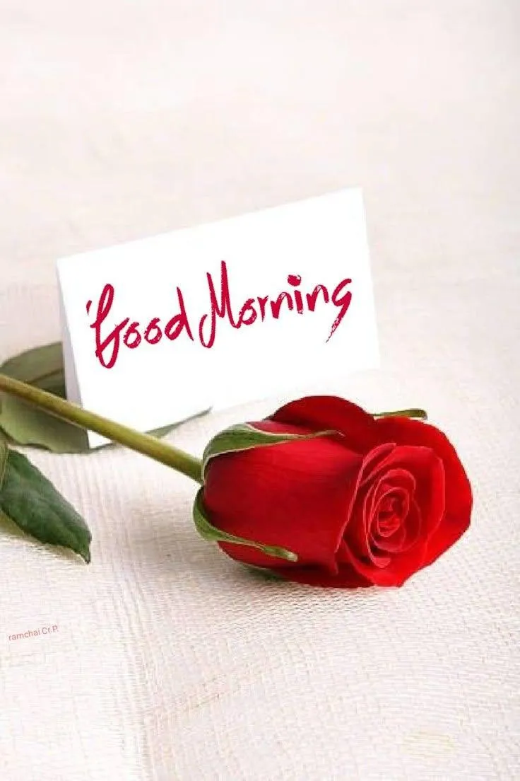 Red Rose in White Background with a Clean Morning Message