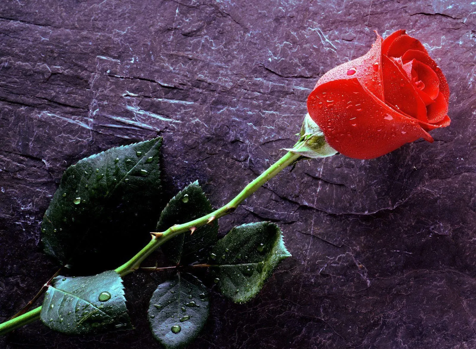 Red Rose Lying Softly Showing Pain of True Love Wallpaper