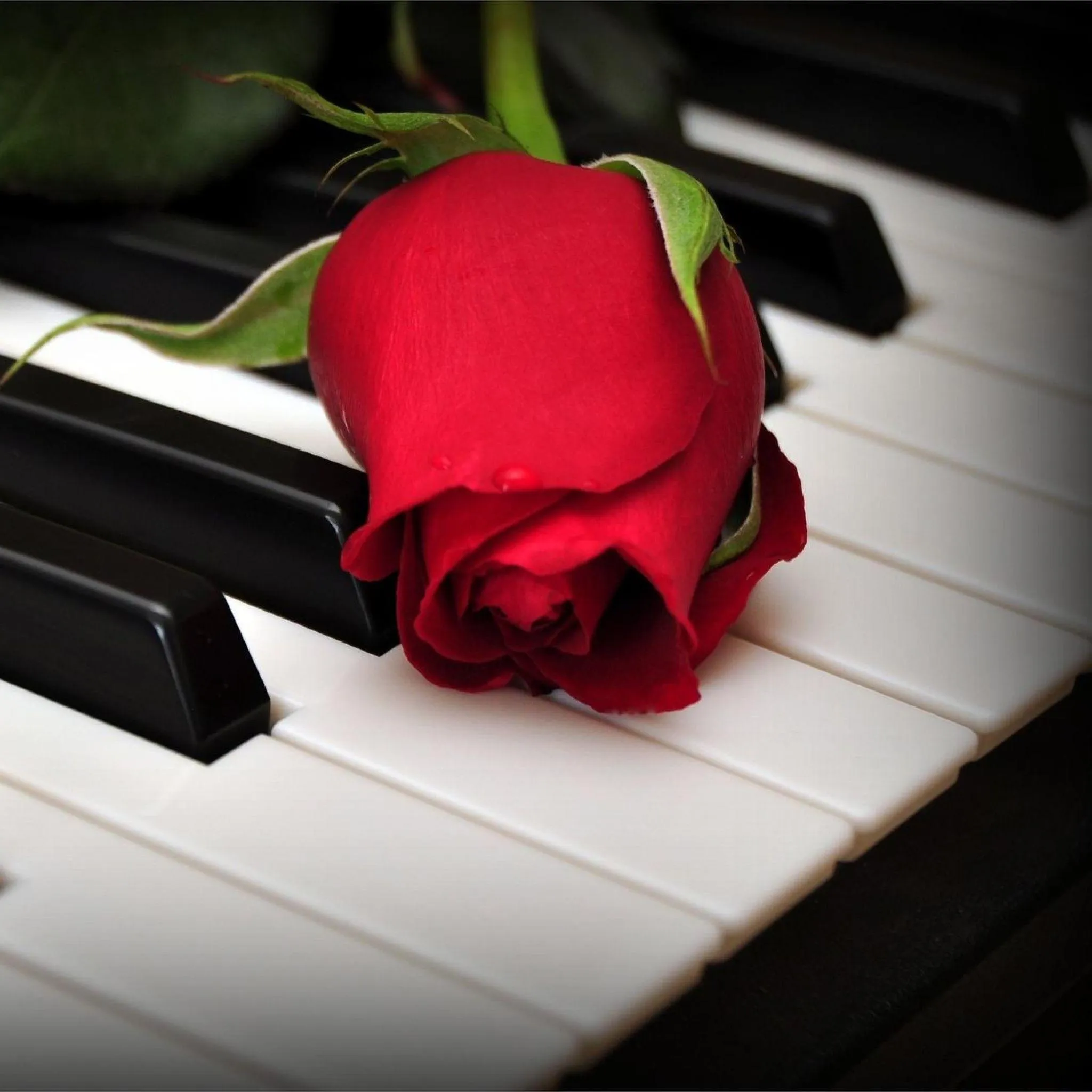 Red Rose on Piano Keys Symbol of Deep Love Wallpaper