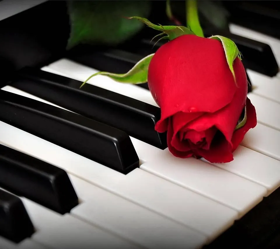 Red Rose on Piano Keys Symbol of Passionate Love Wallpaper