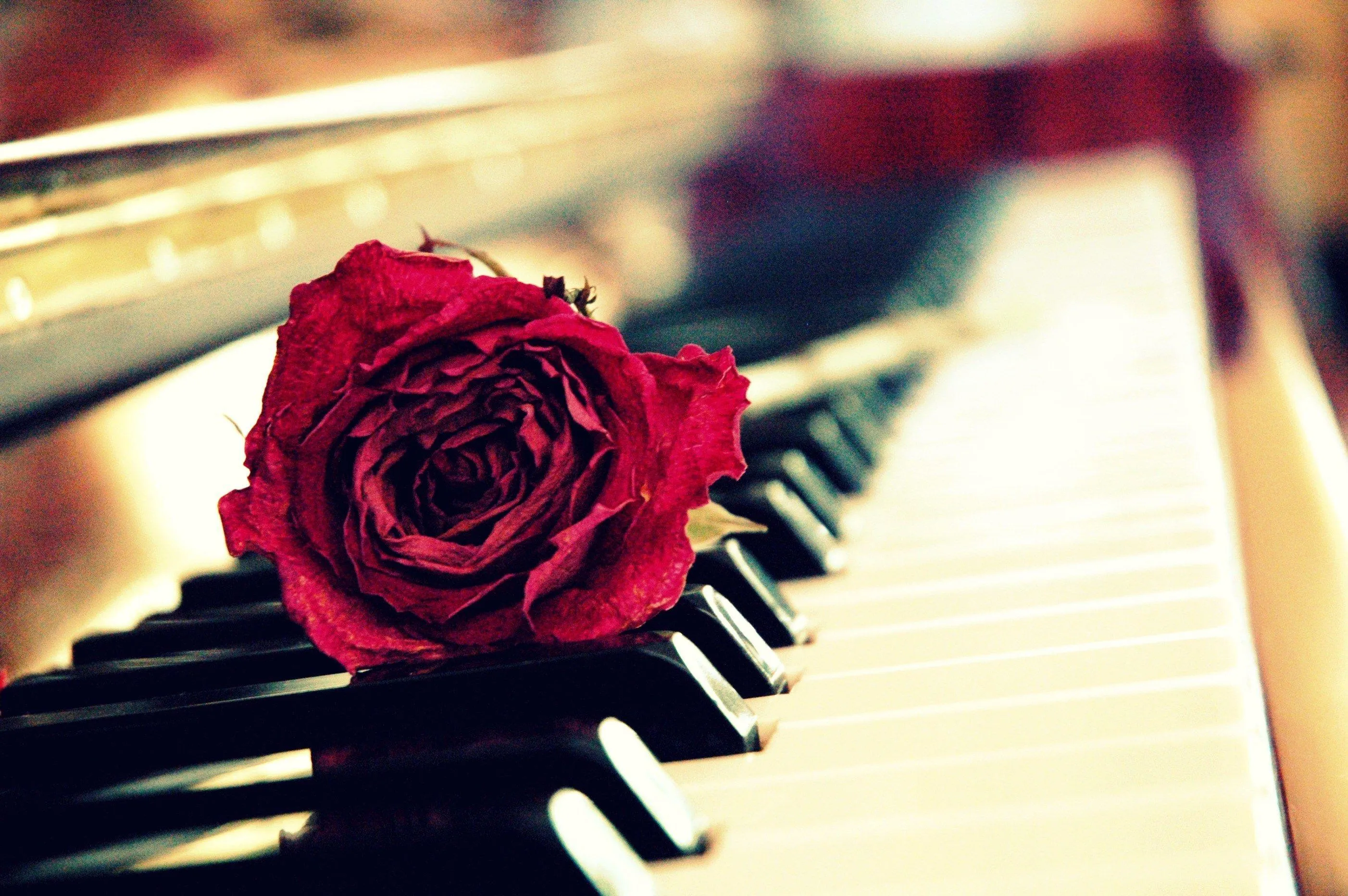 Red Rose on Piano Symbolizing Romantic Melody Wallpaper