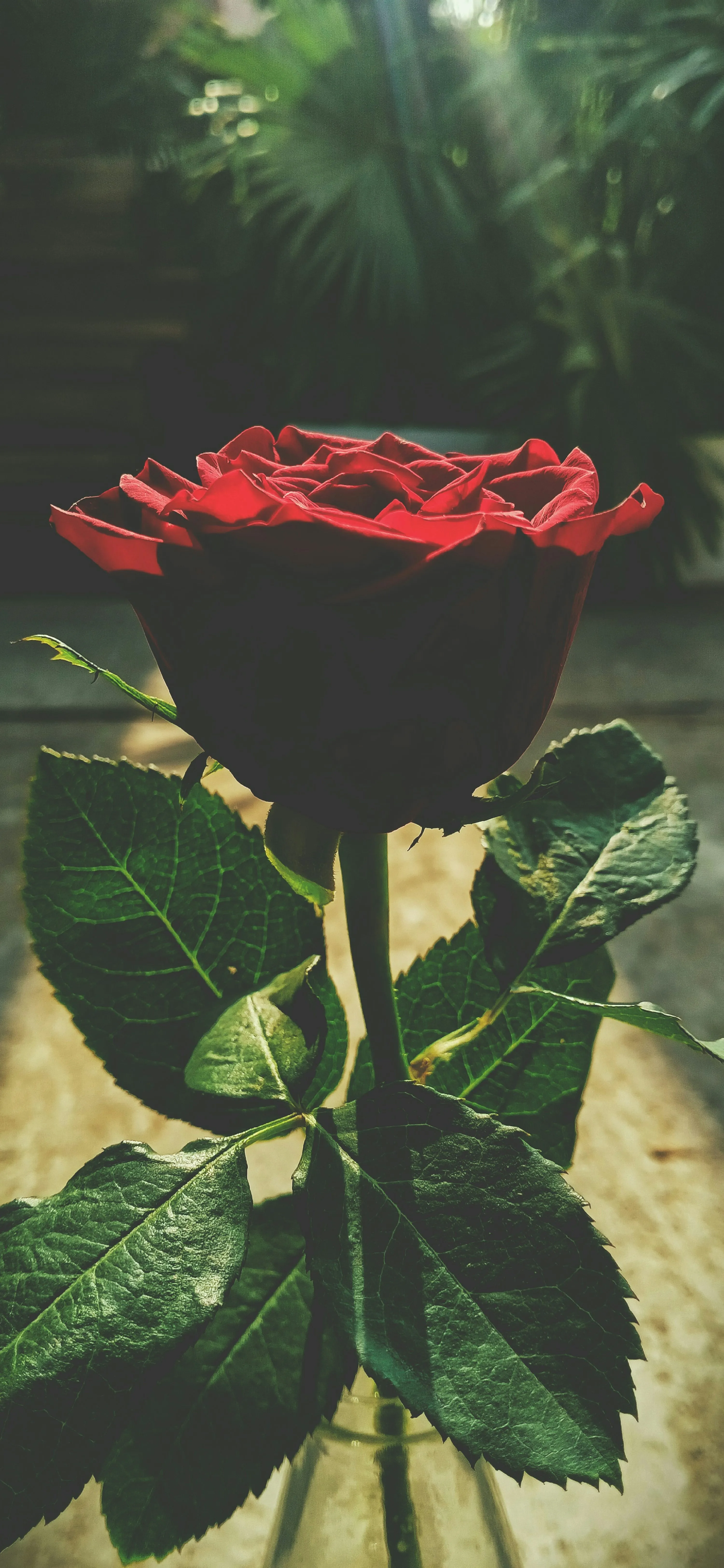 Red Rose Standing for Passionate and True Love Wallpaper