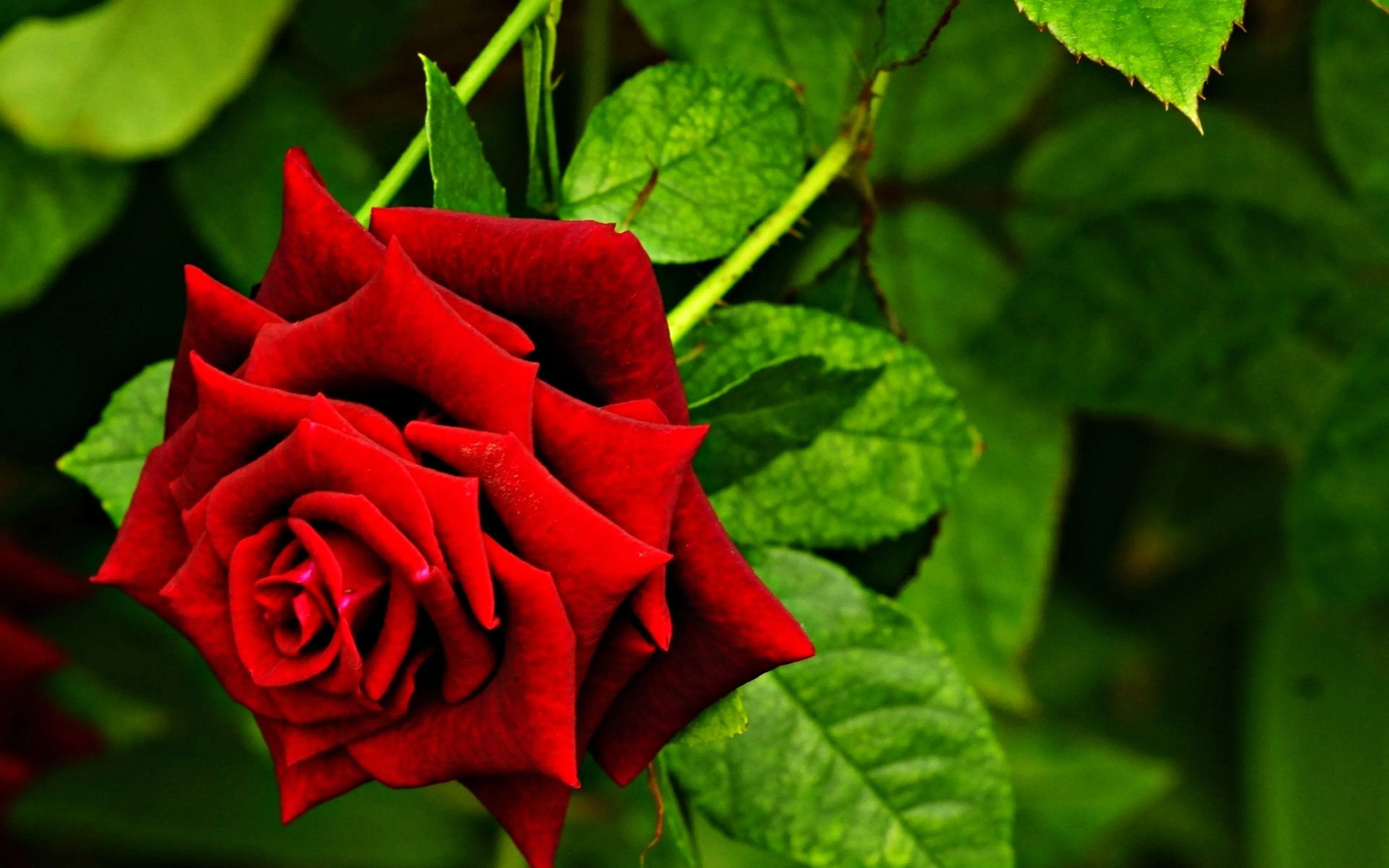 Red Rose Symbolizing Eternal Romantic Beauty Wallpaper