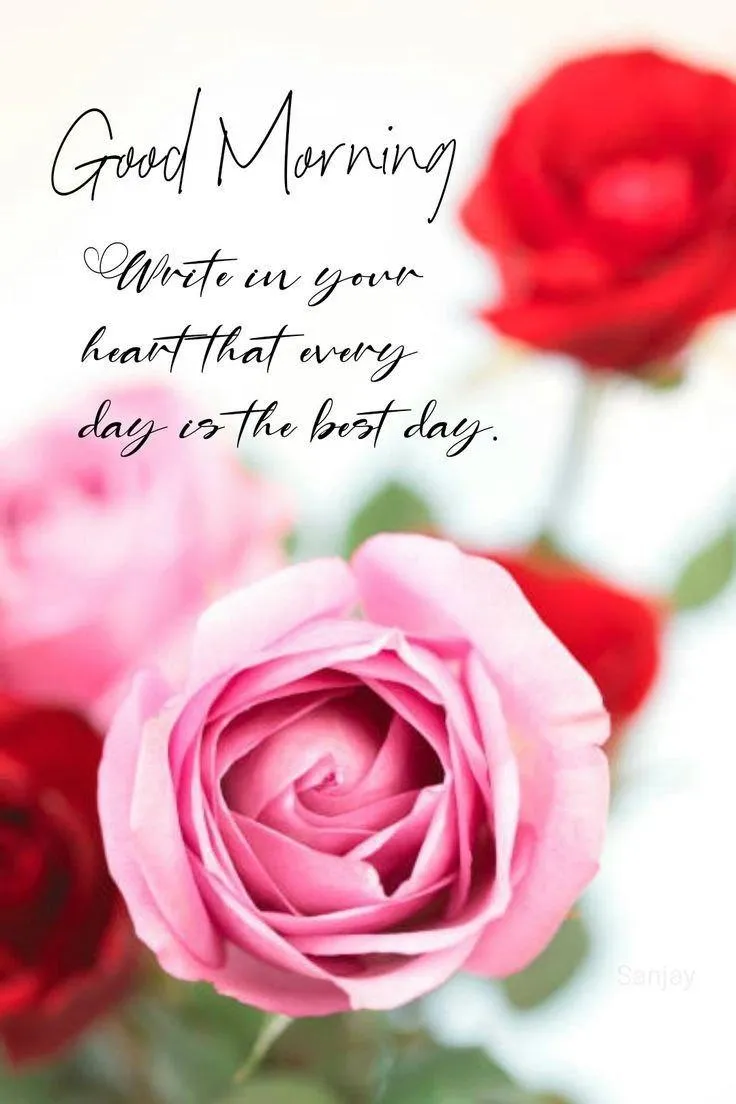 Red Rose with Good Morning Quote on White Background