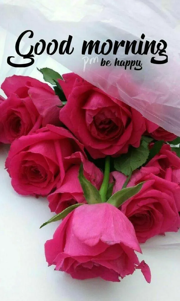 Red Roses and Morning Light Bring Joyful Energy Photo