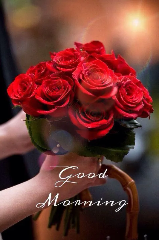 Red Roses Sharing Love and Warmth for a New Morning