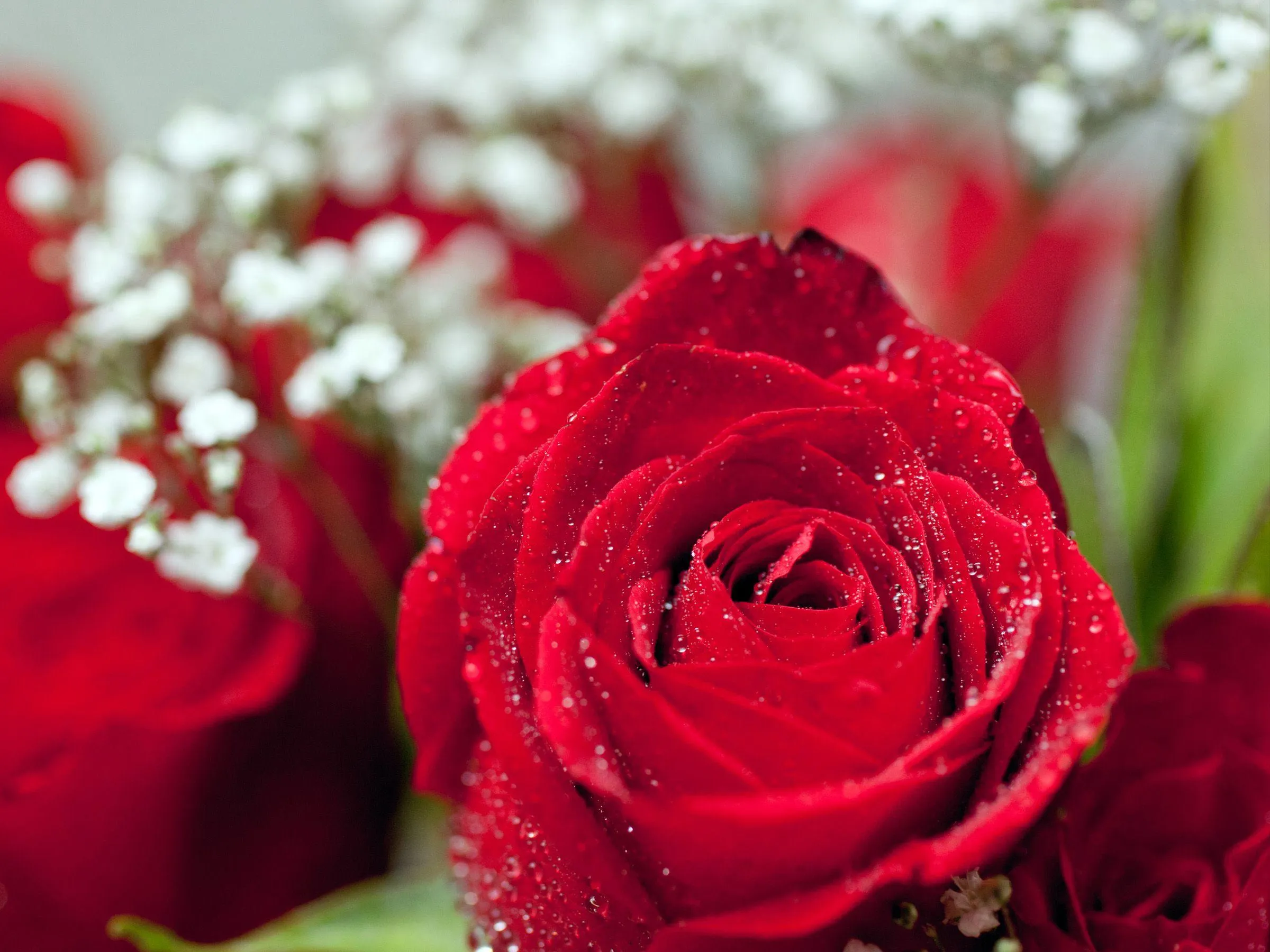 Red Roses Symbolizing Pure and Timeless Affection Wallpaper