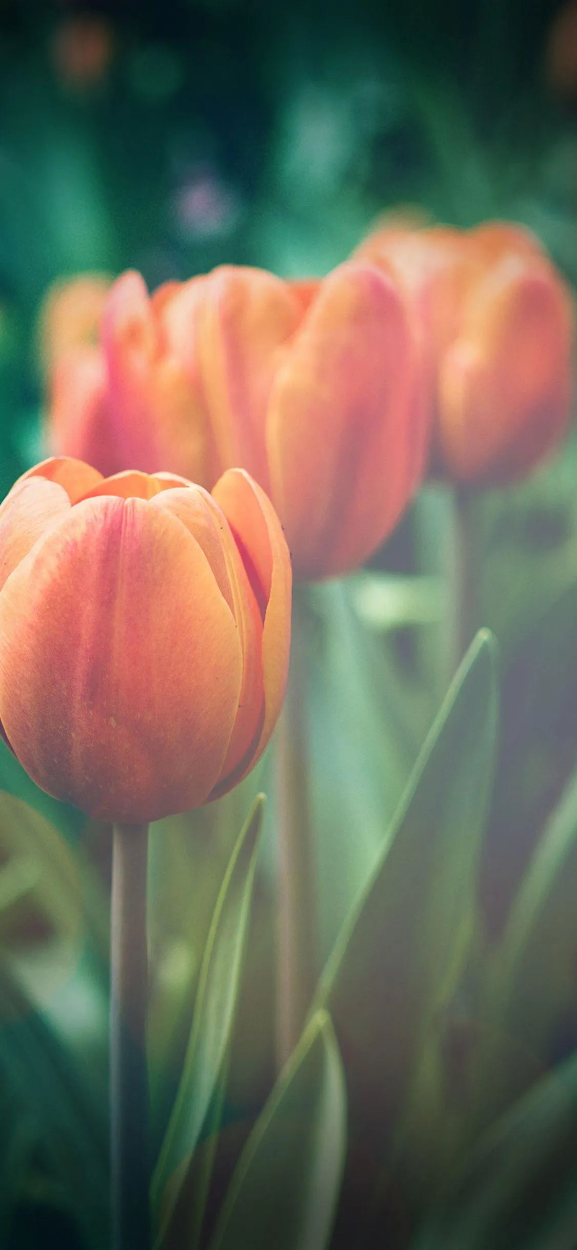 Red Tulips in Bloom Representing Tender Affection Wallpaper