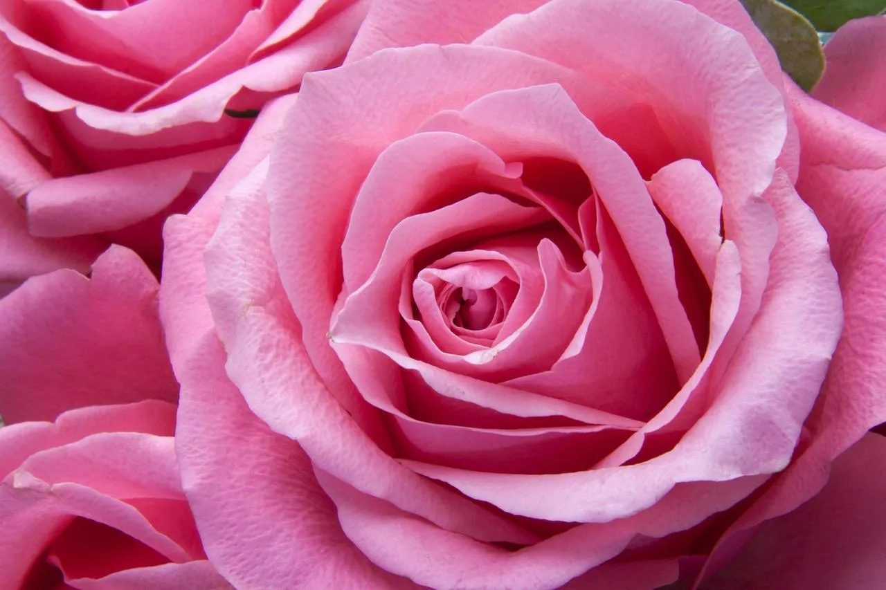 Romantic Pink Rose Love Background for Couples Wallpaper