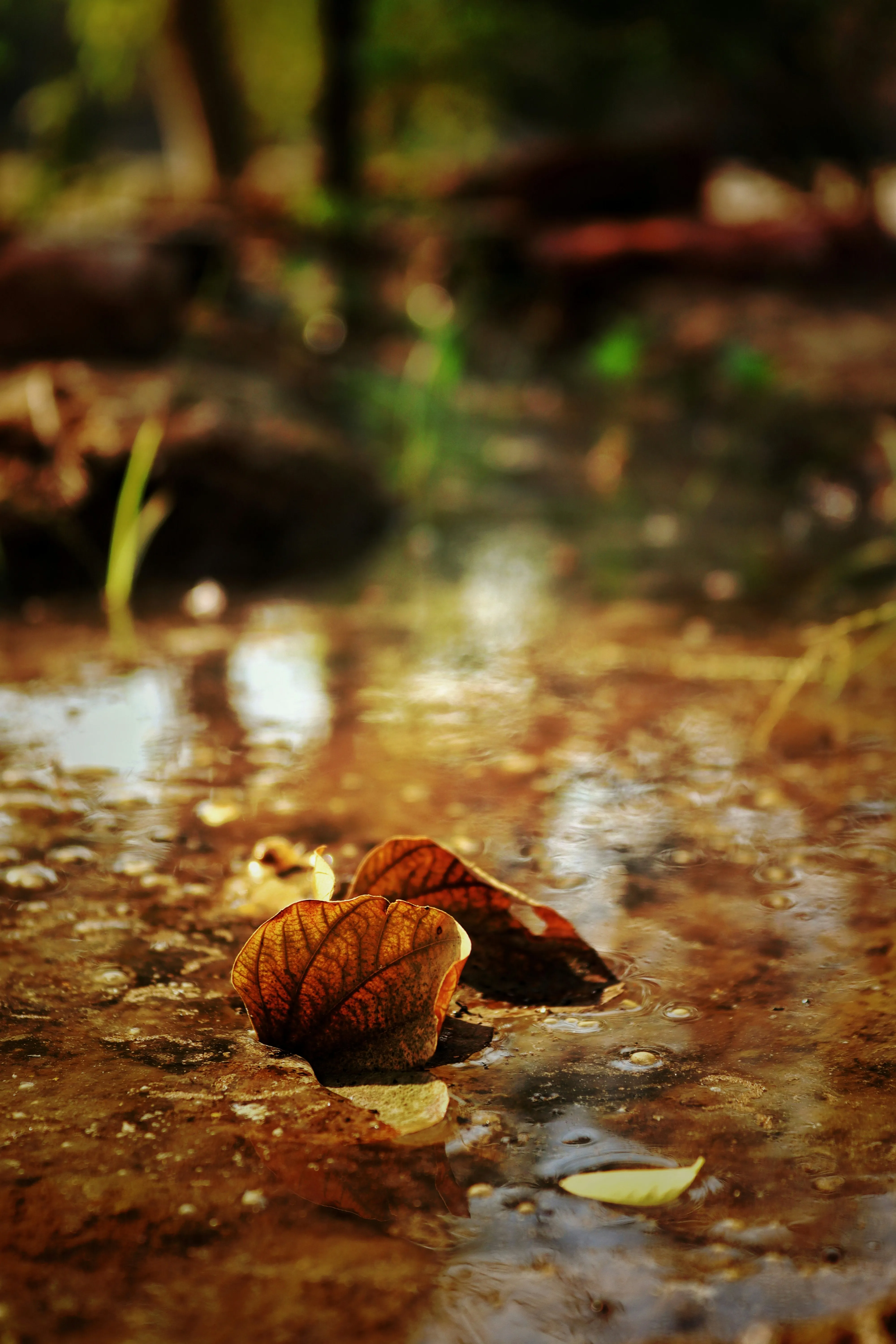 Serene Leaf Resting Peacefully Beside Forest Pond Wallpaper