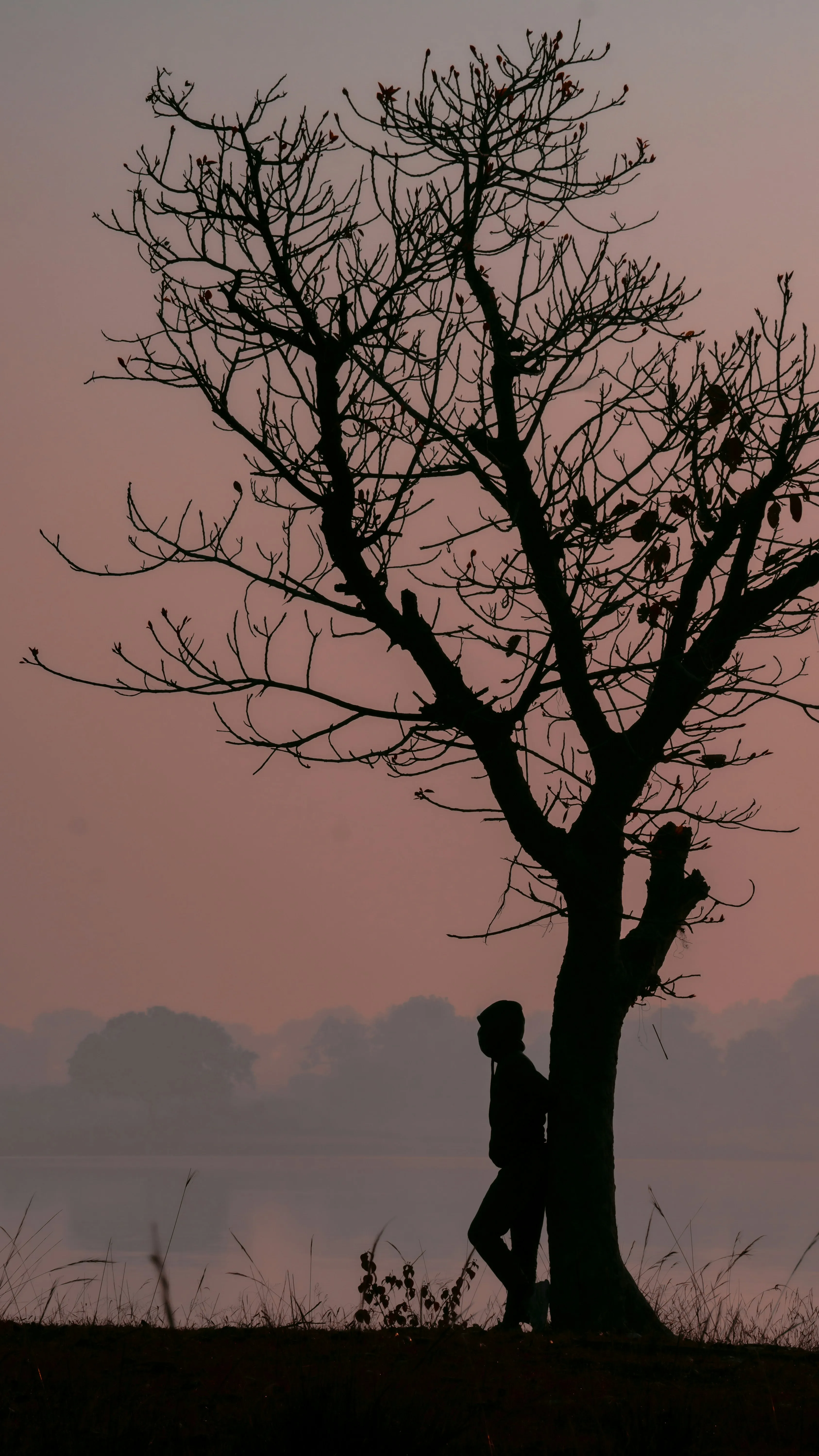 Silhouette of Tree Under Warm Evening Sunset Wallpaper
