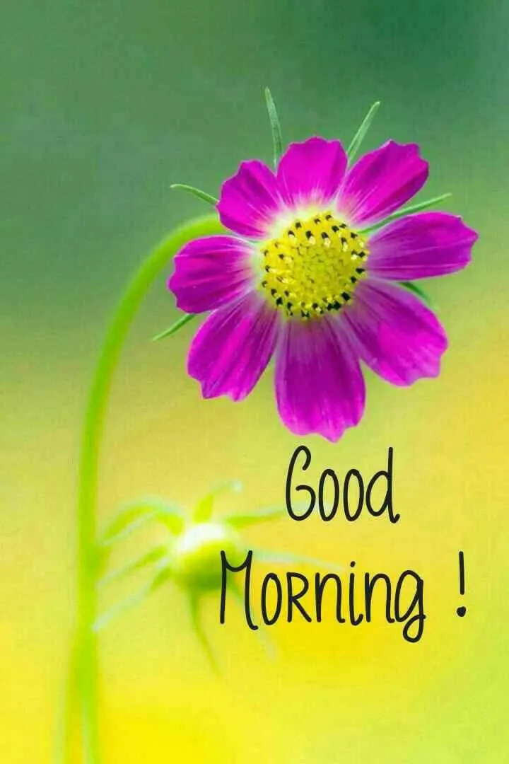 Simple Morning Greeting with Flower and Soft Colors