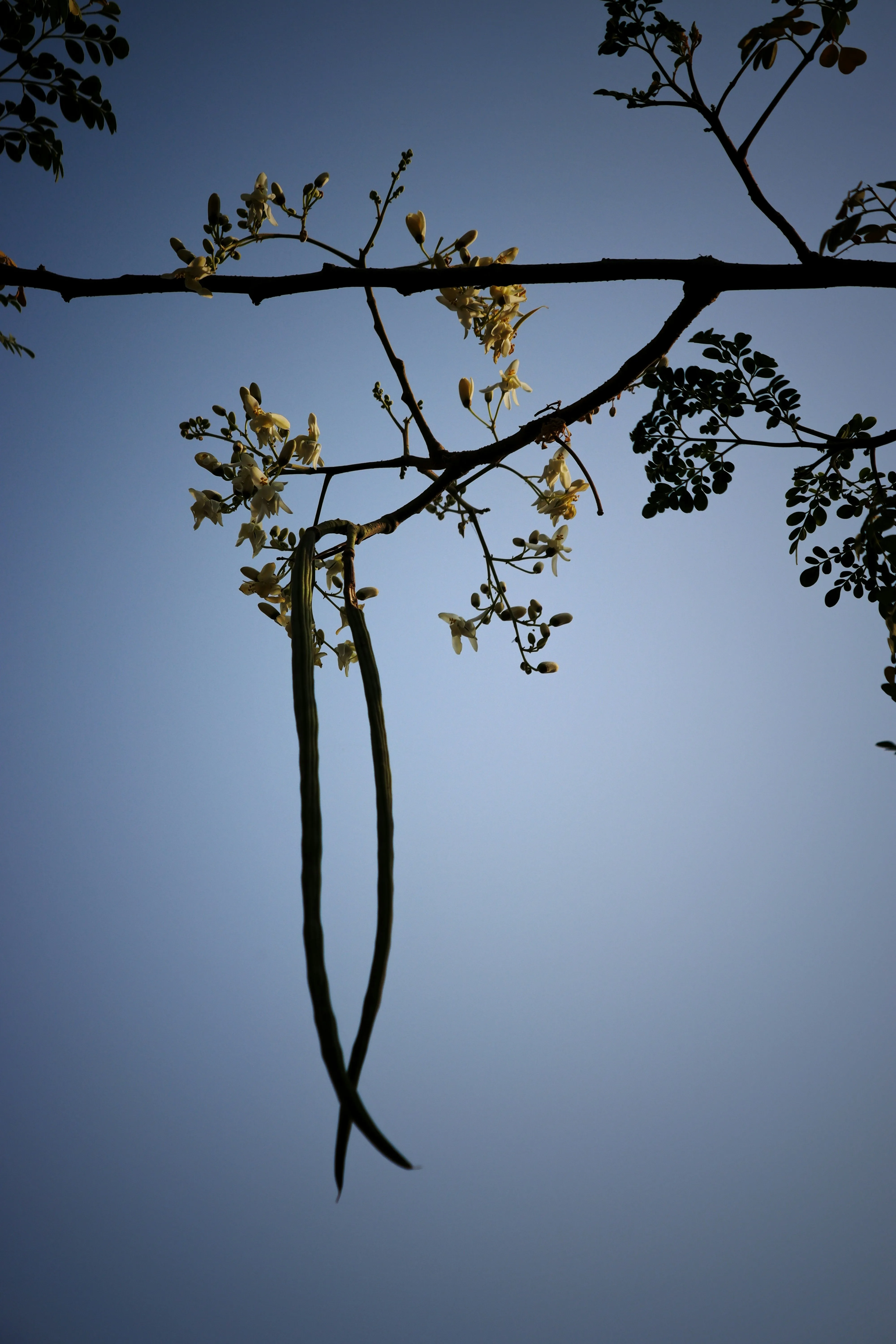 Simple Tree Branch Against Clear Blue Sky Wallpaper