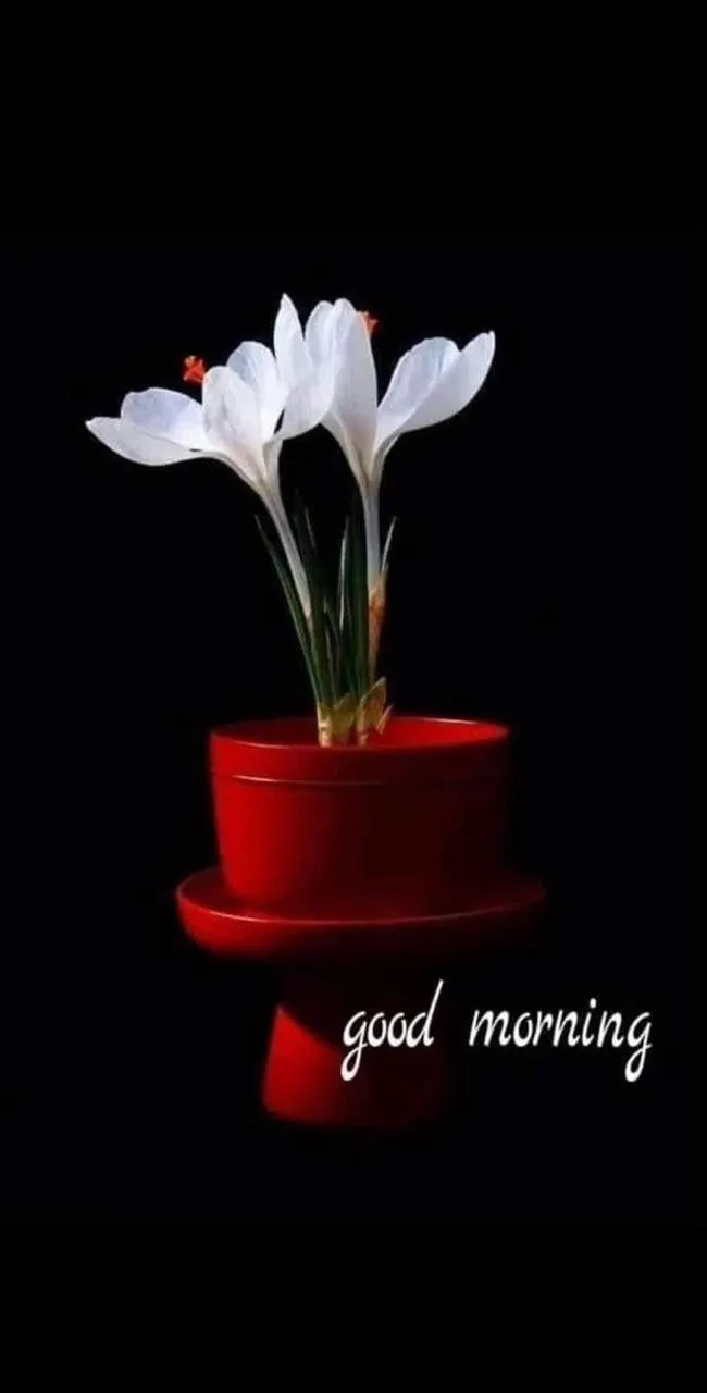 Single Flower in Red Vase with Good Morning Message