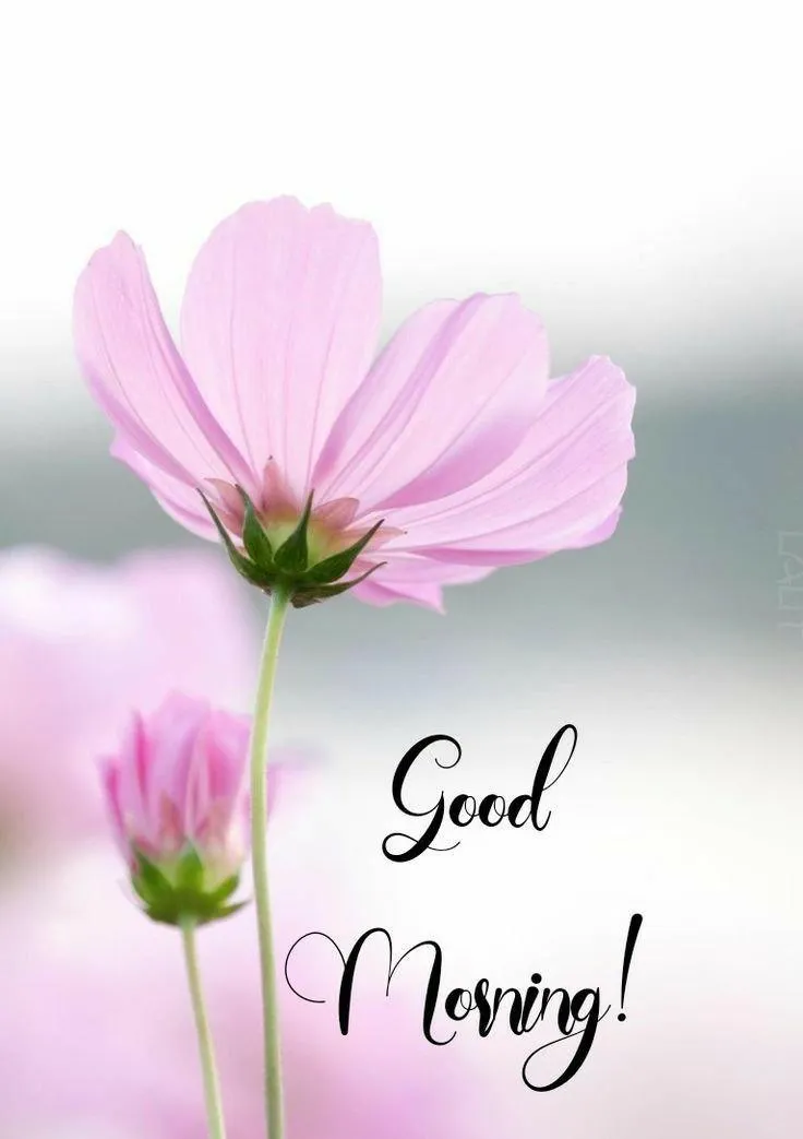 Single Pink Flower Saying Have a Gentle Morning Image