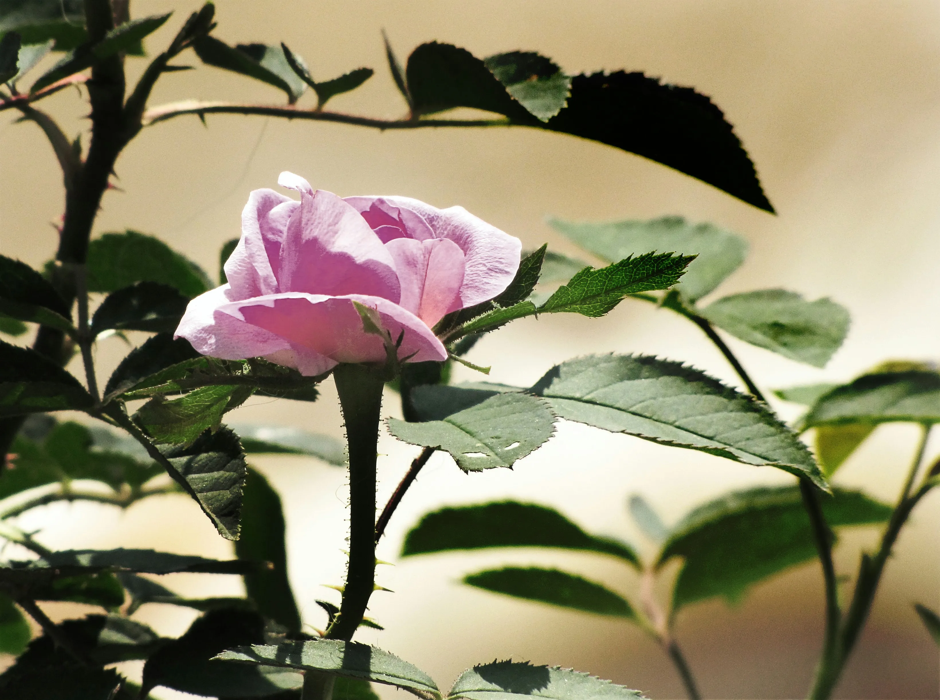 Single Pink Rose Illuminated by Gentle Light Wallpaper