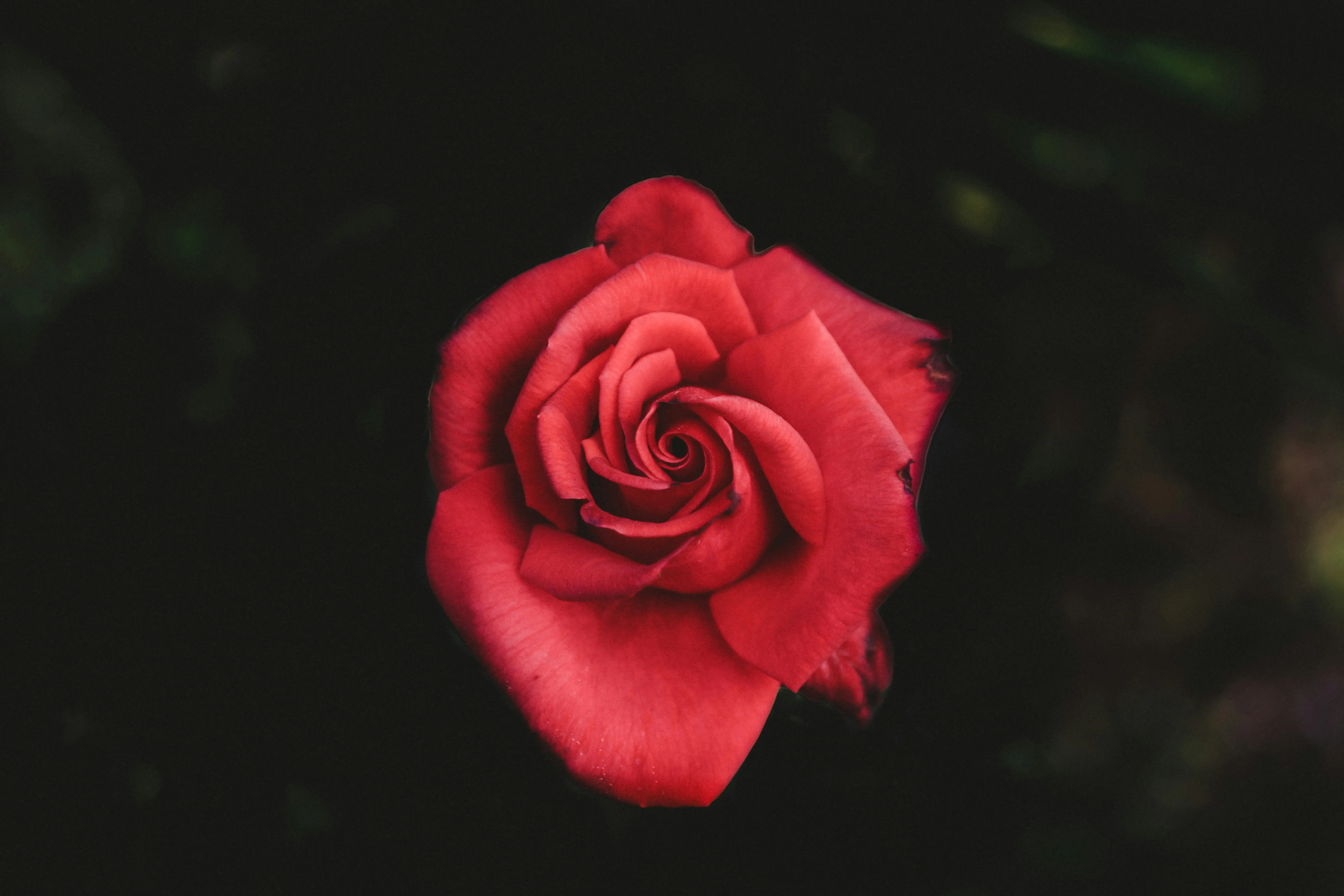 Single Red Rose Blooming Bright in Dark Background Wallpaper
