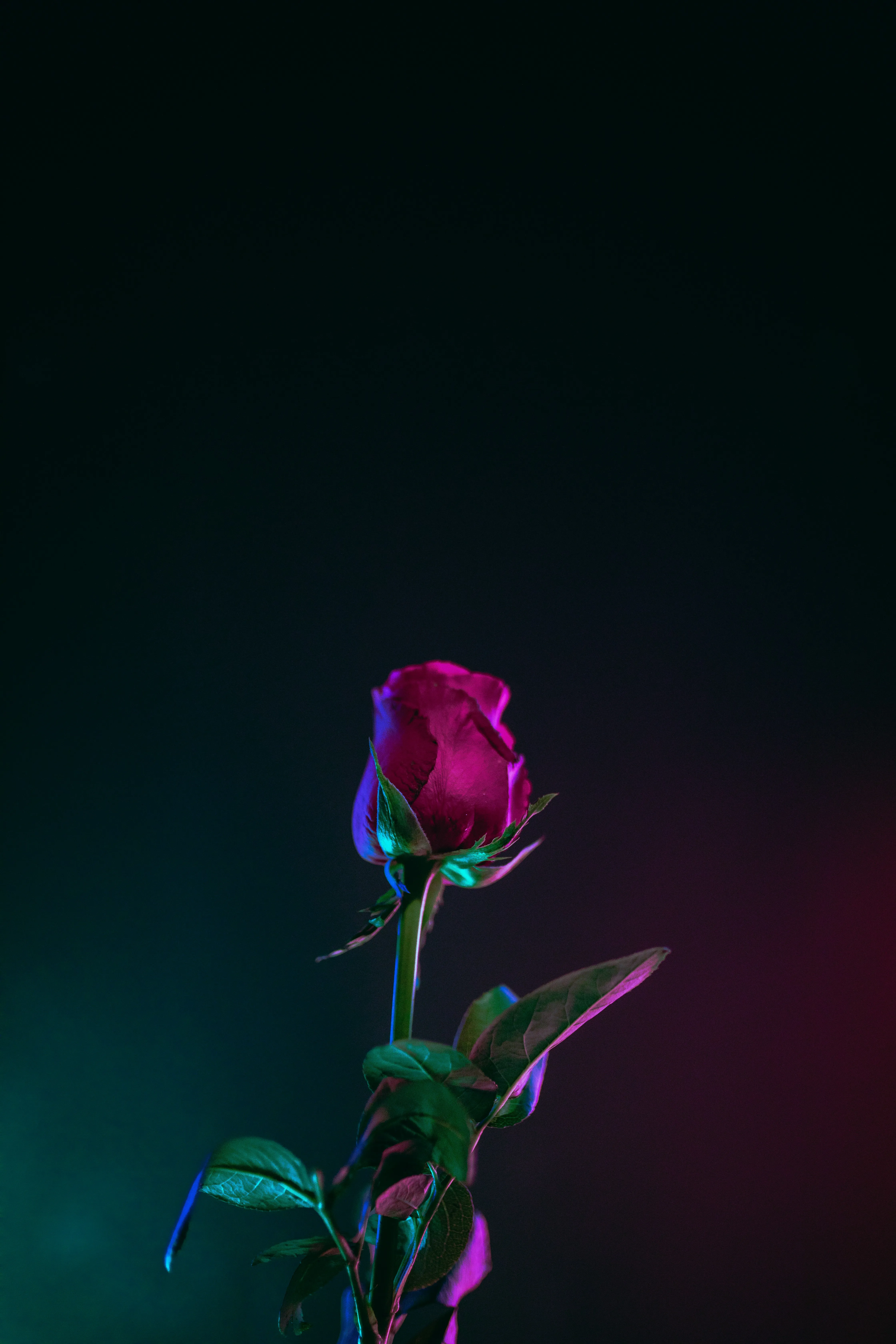 Single Red Rose Blooming in Dark Romantic Light Wallpaper