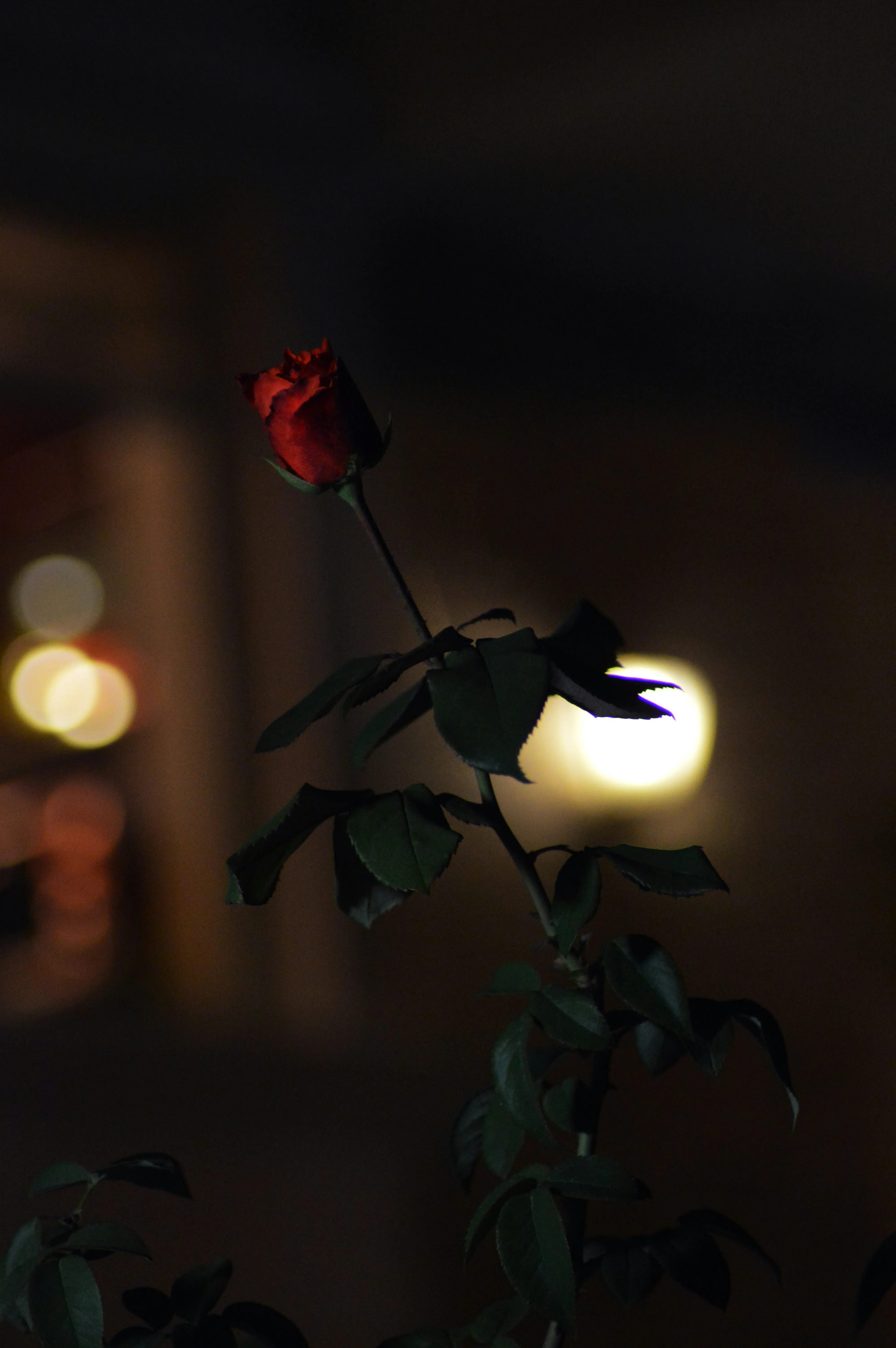Single Red Rose Blooming in Soft Night Light Wallpaper