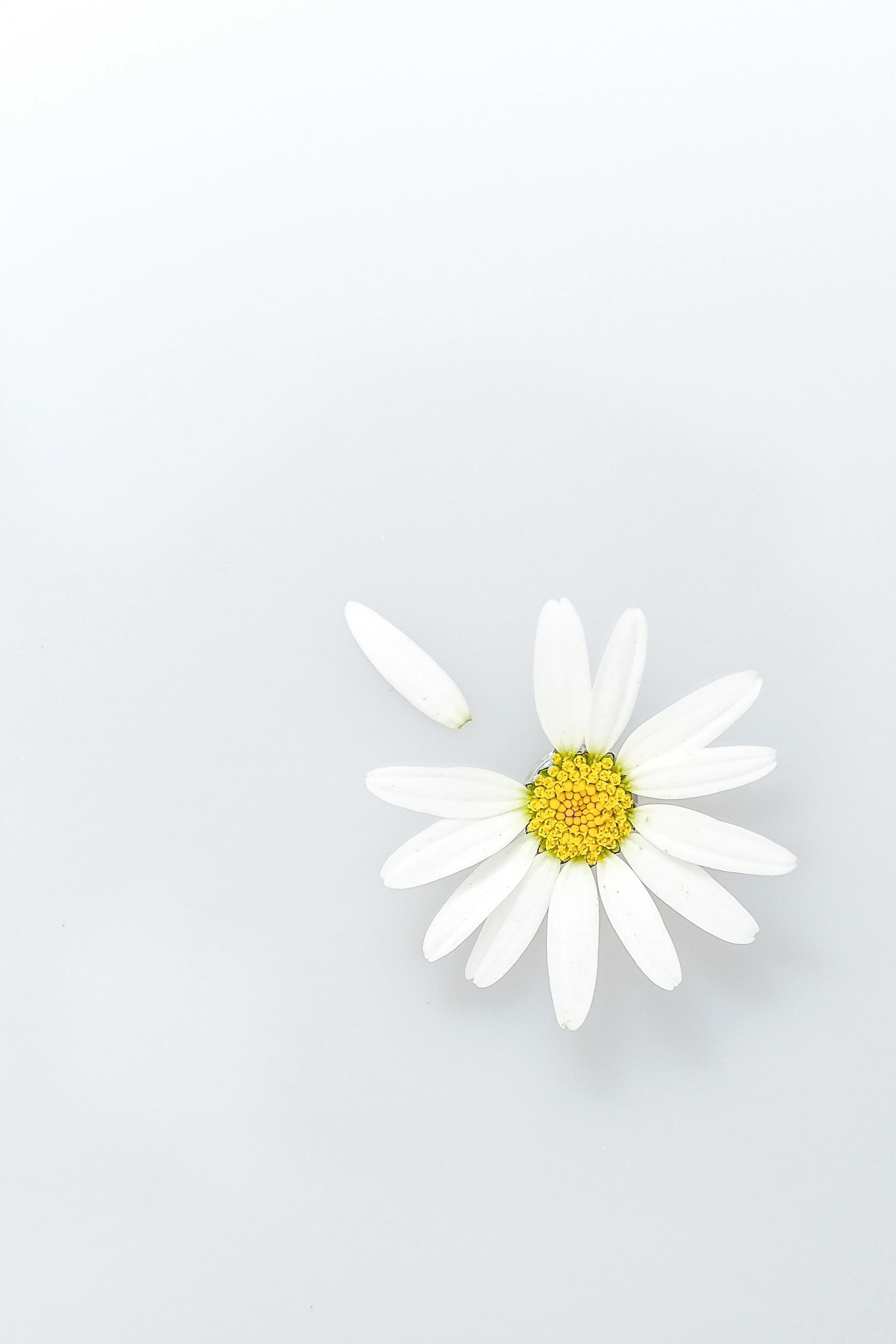 Single White Daisy Flower on Soft Background Wallpaper
