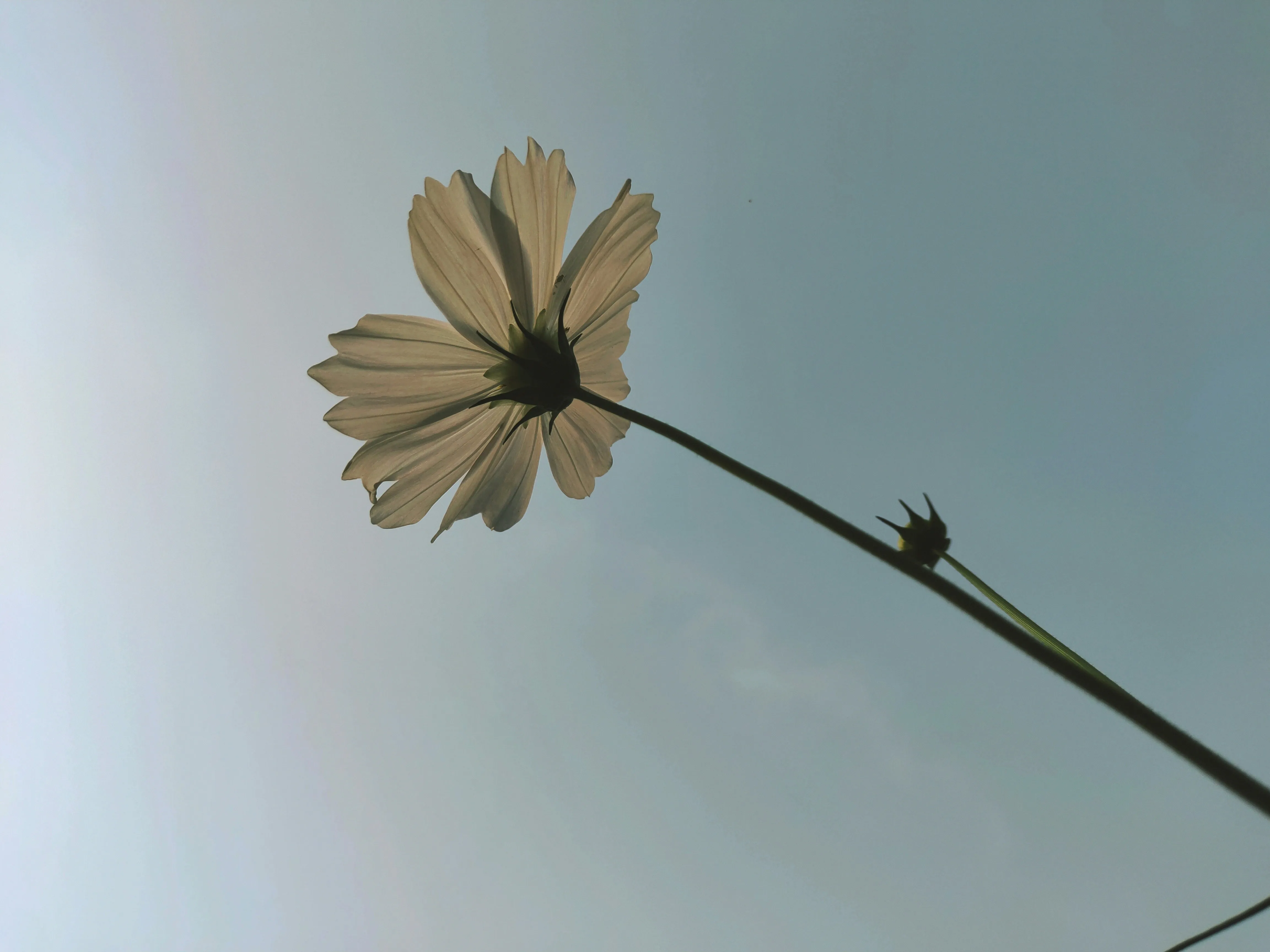Single White Flower Reaching up to Blue Sky Wallpaper