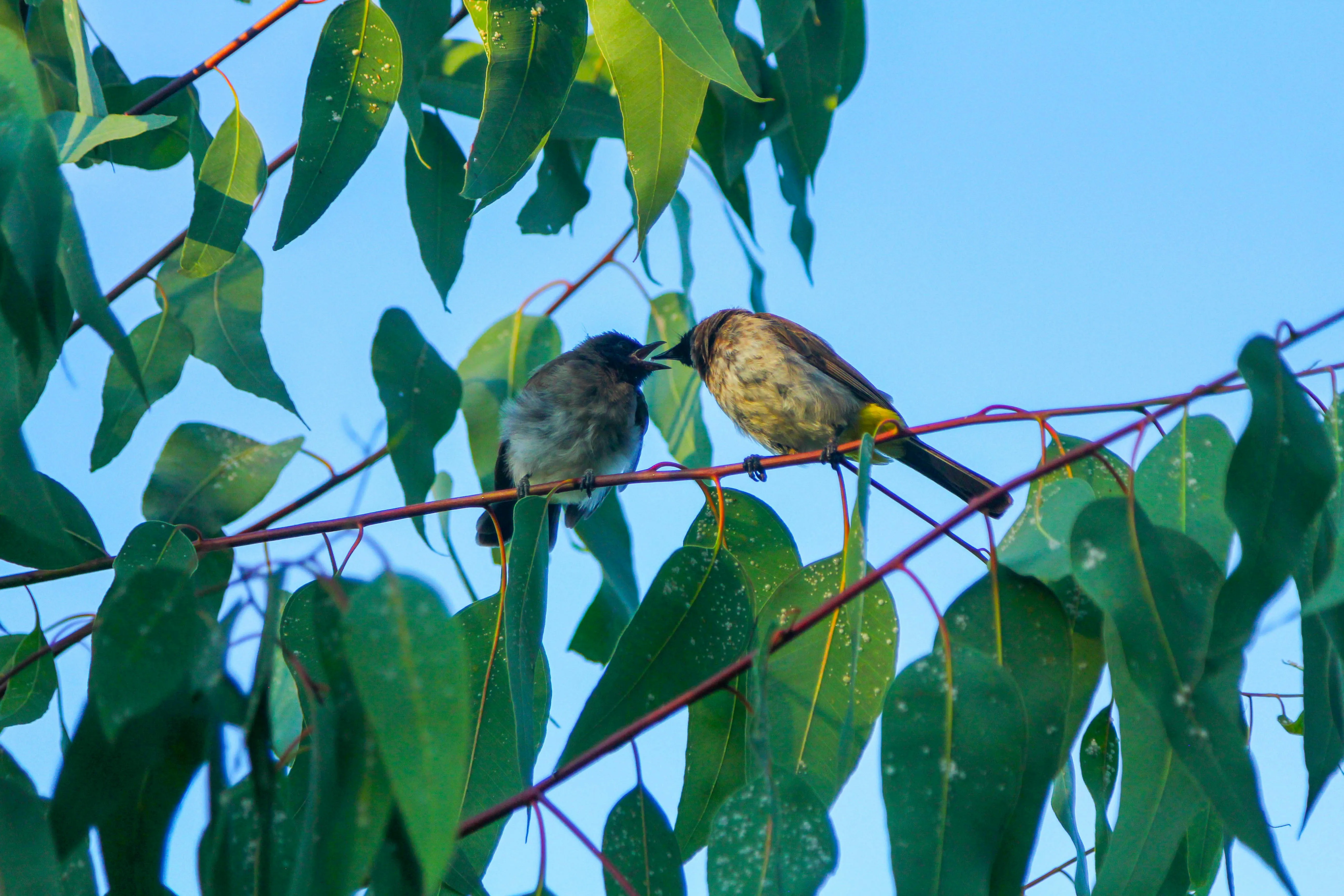 Small Bird Perched on Leafy Tree Branch Closeup Wallpaper