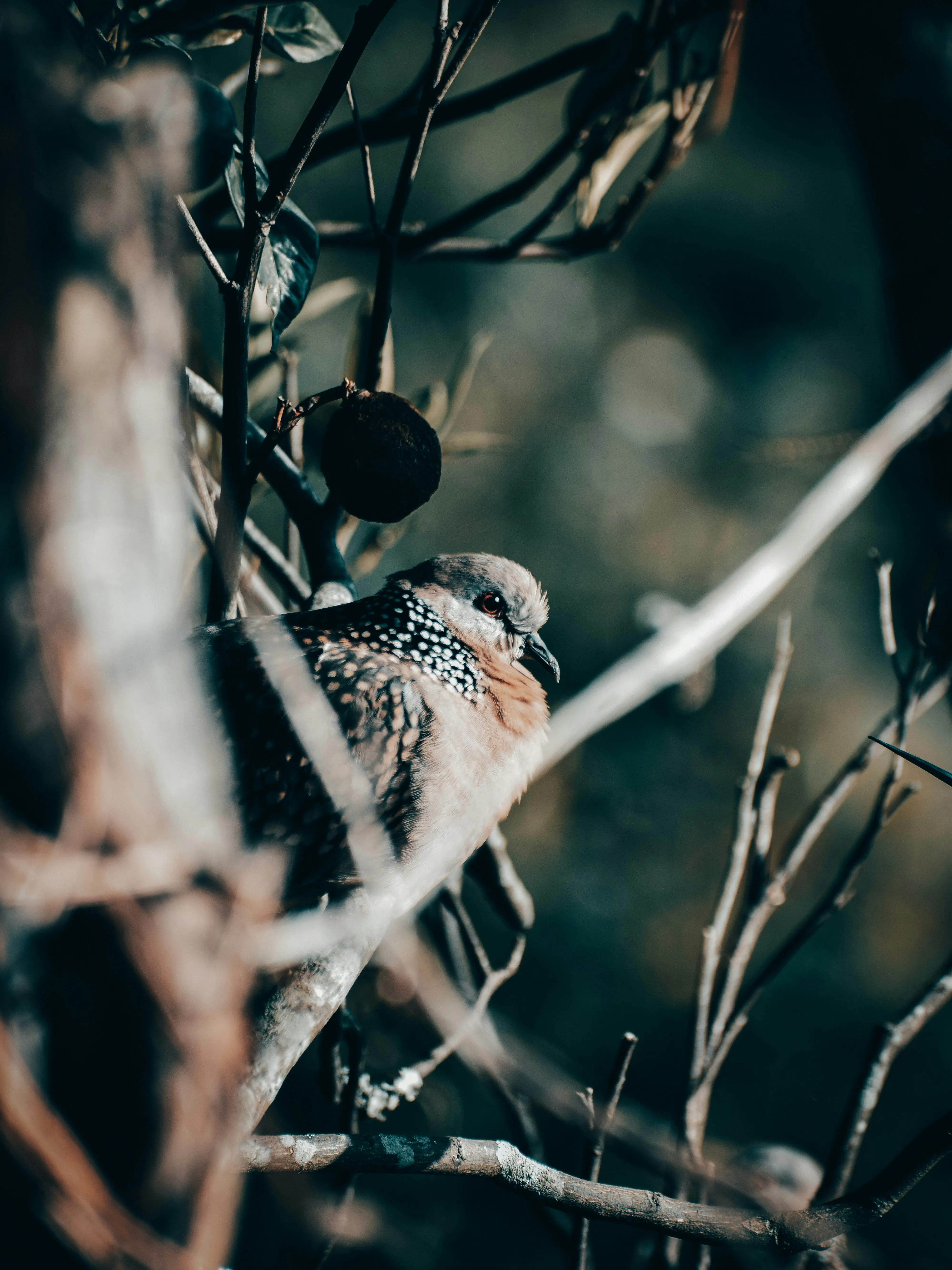 Small Bird Resting on Tree Branch in Natural Light