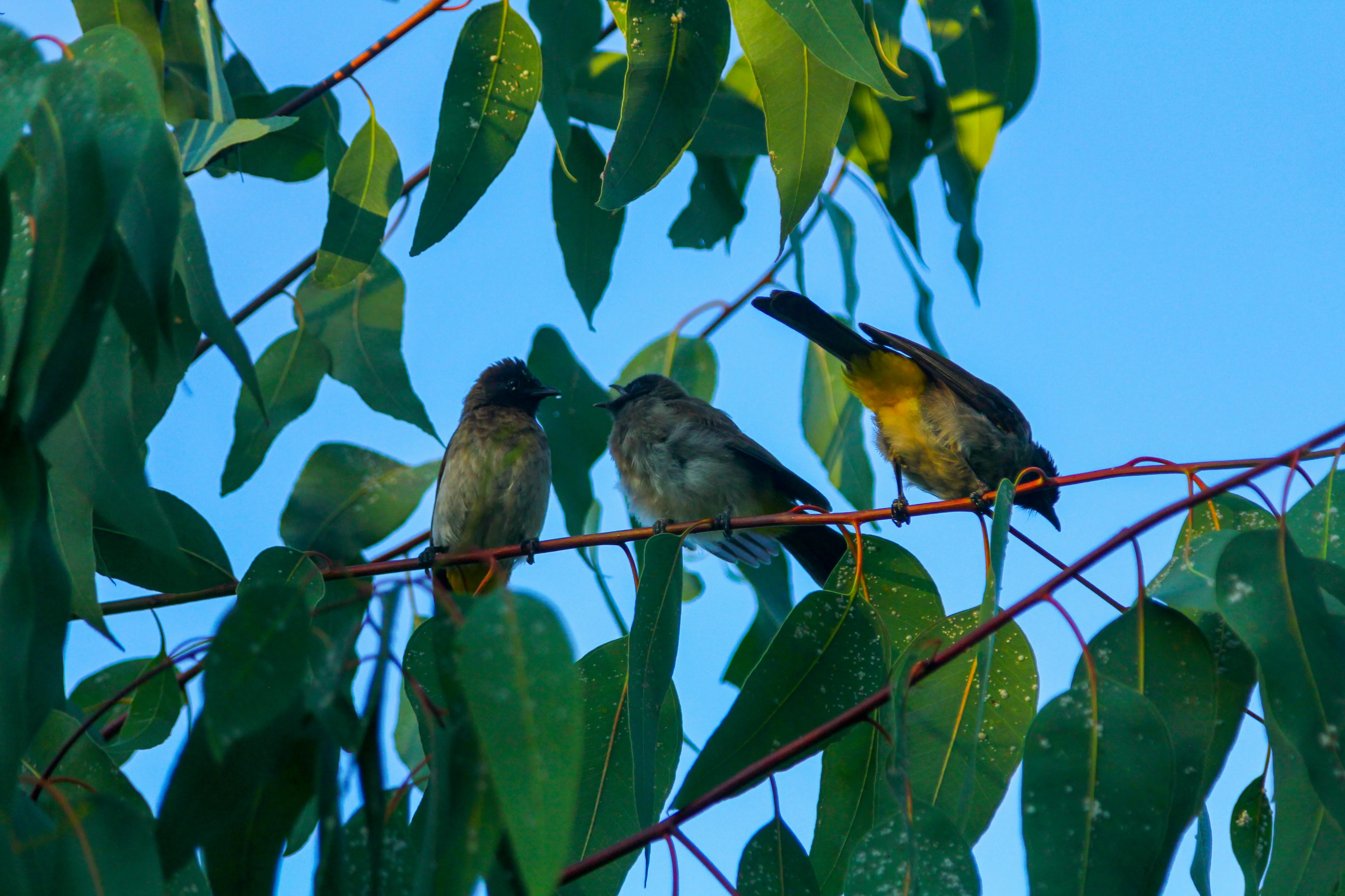 Small Birds Sitting Together on Tree Branch Wallpaper