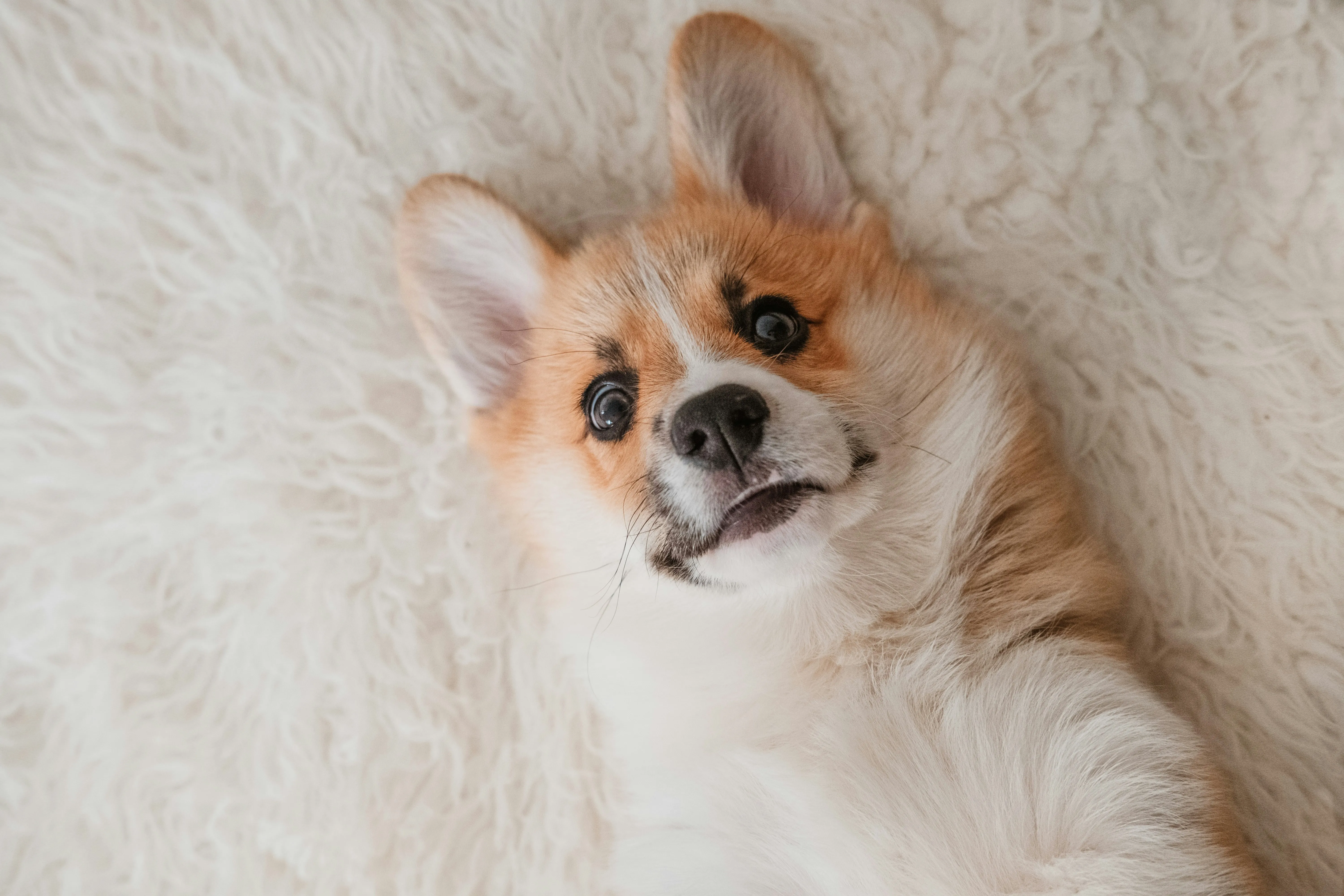 Small Fluffy Dog Resting on a White Blanket Wallpaper