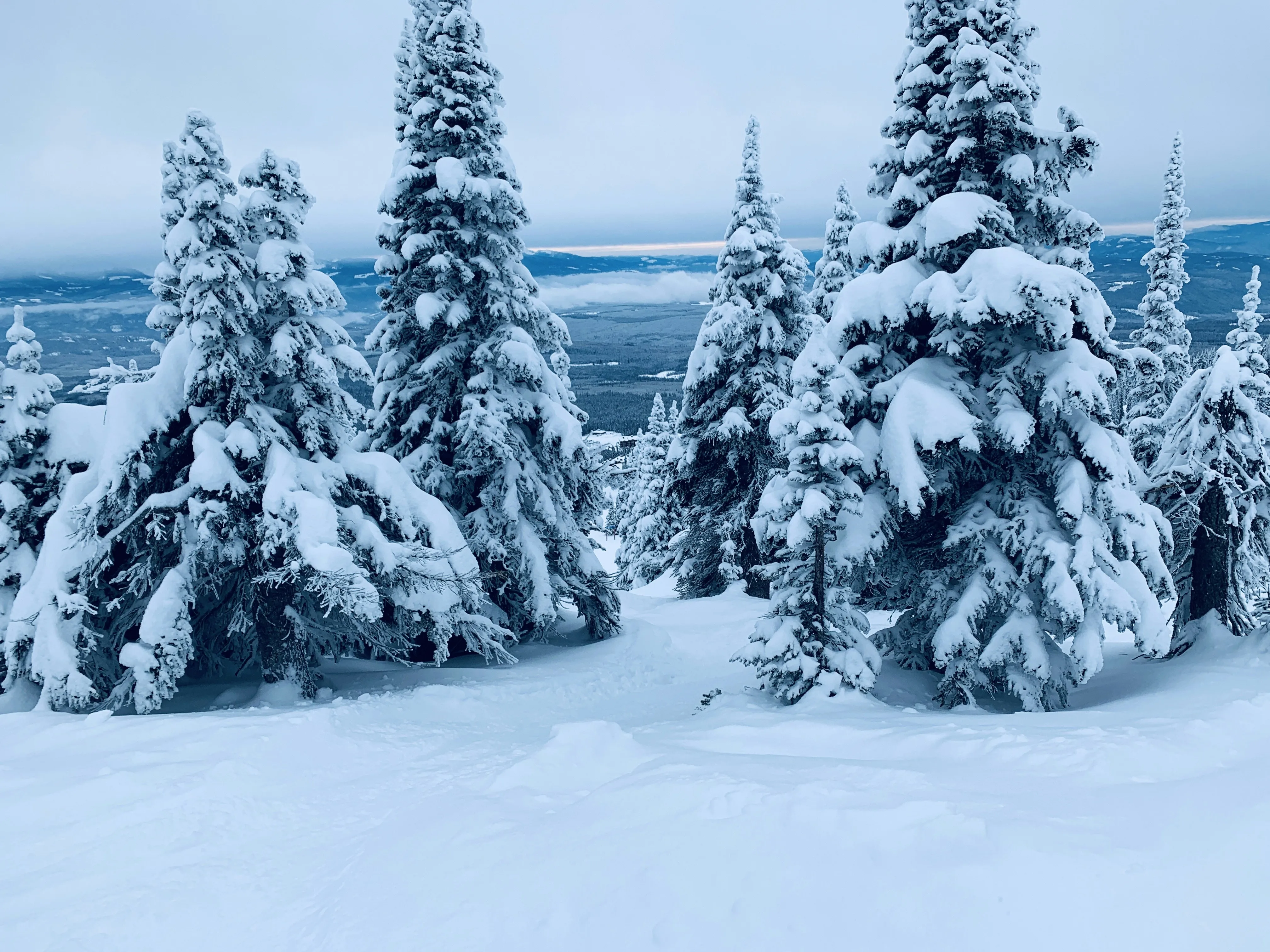 Snow Covered Trees Shining in Winter Morning Wallpaper
