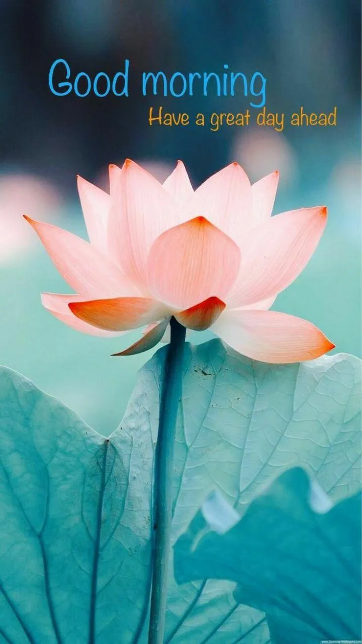 Soft Lotus Flower Radiates Calm Good Morning Energy