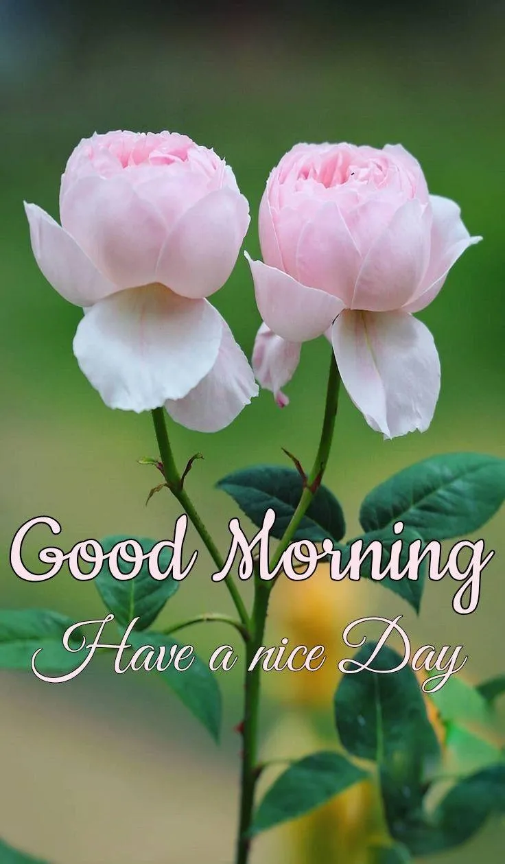 Soft Pink Flowers Bring Peace and Calm to Your Morning