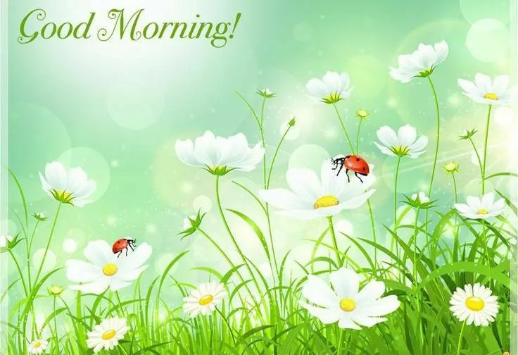 Soft White Flowers Brighten Up Your Morning Mood Wallpaper