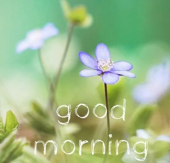 Soft White Petals and Good Morning Text on Nature Wallpaper