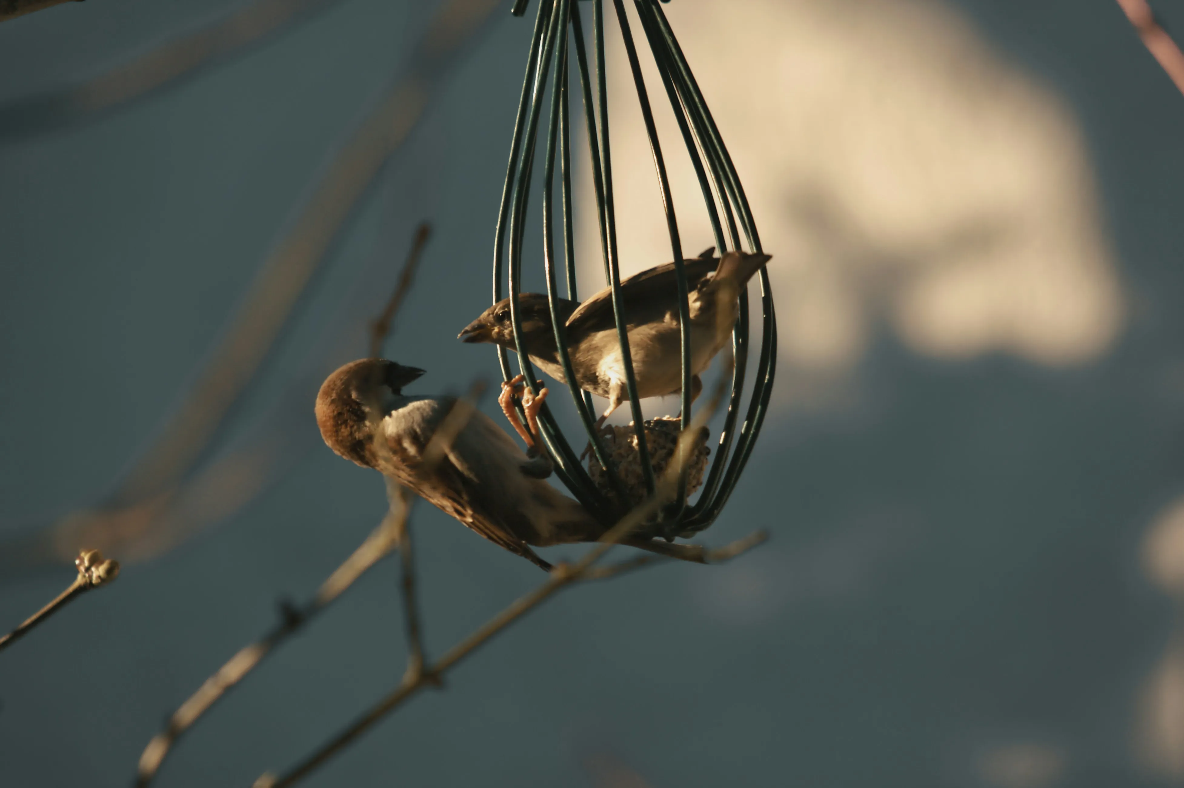 Sparrows Feeding Together on a Winter Morning Branch
