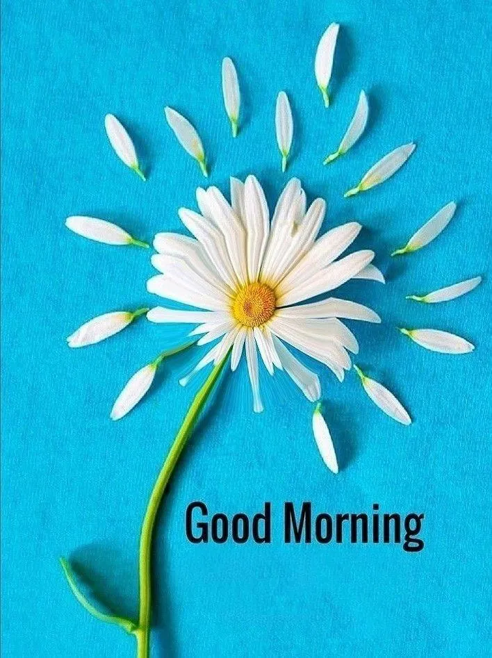 Start Your Morning with a Big Smile and Fresh Daisy