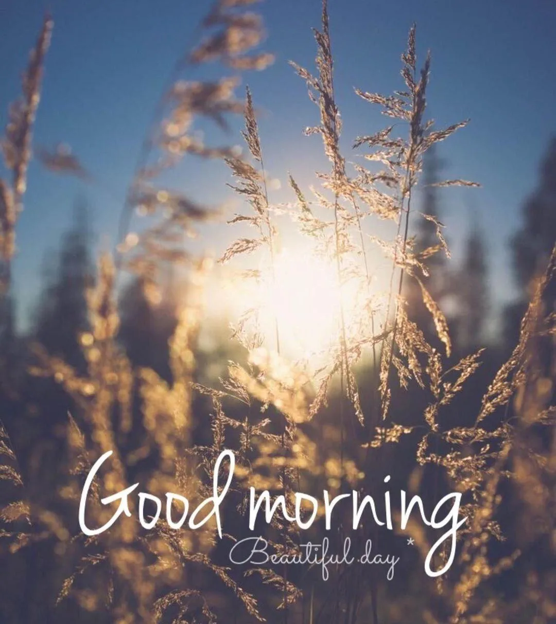 Sun Rays Through Forest Saying Have a Glorious Morning